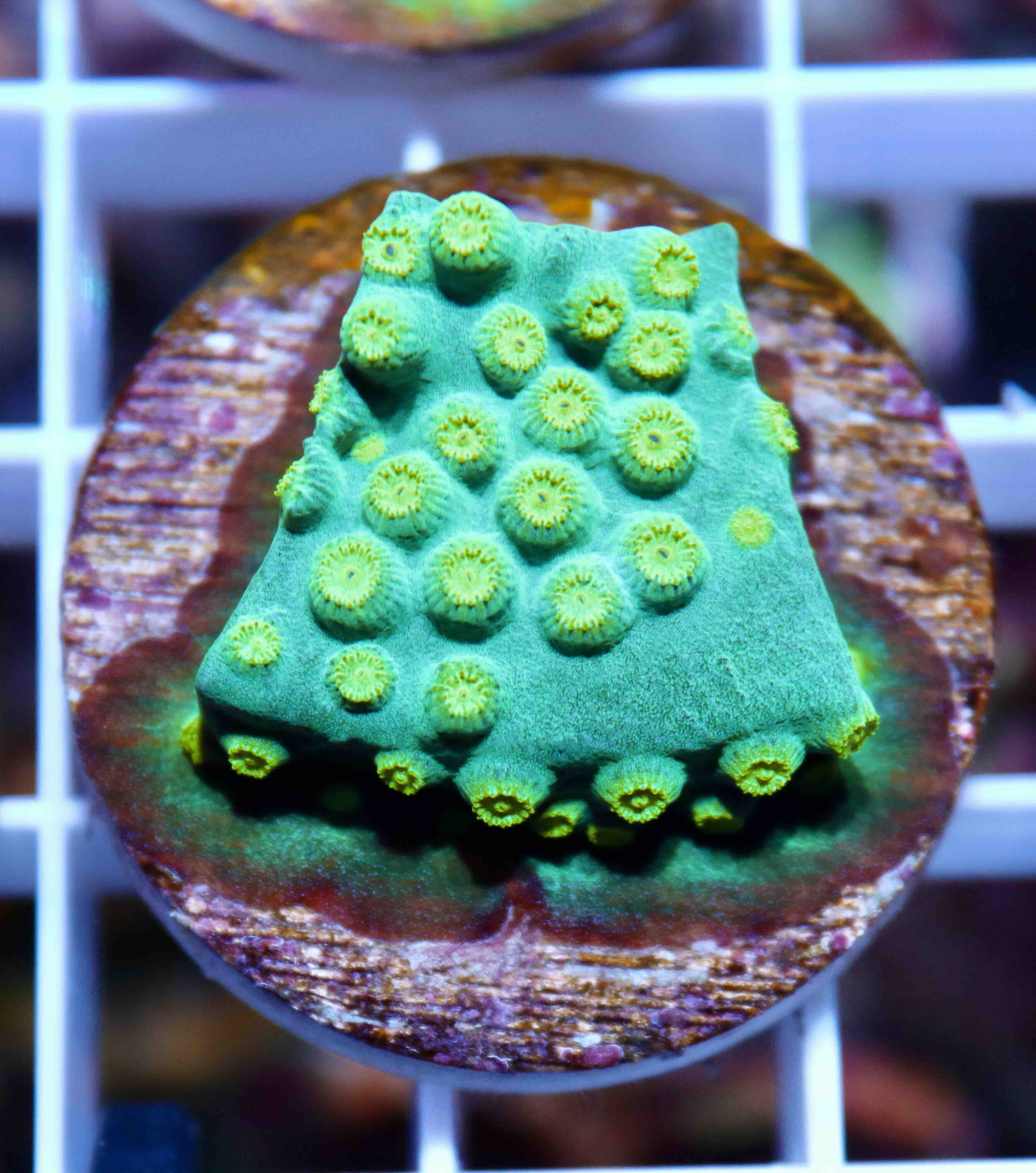 Cyphastrea Ultra Green (M), WYSIWYG02
