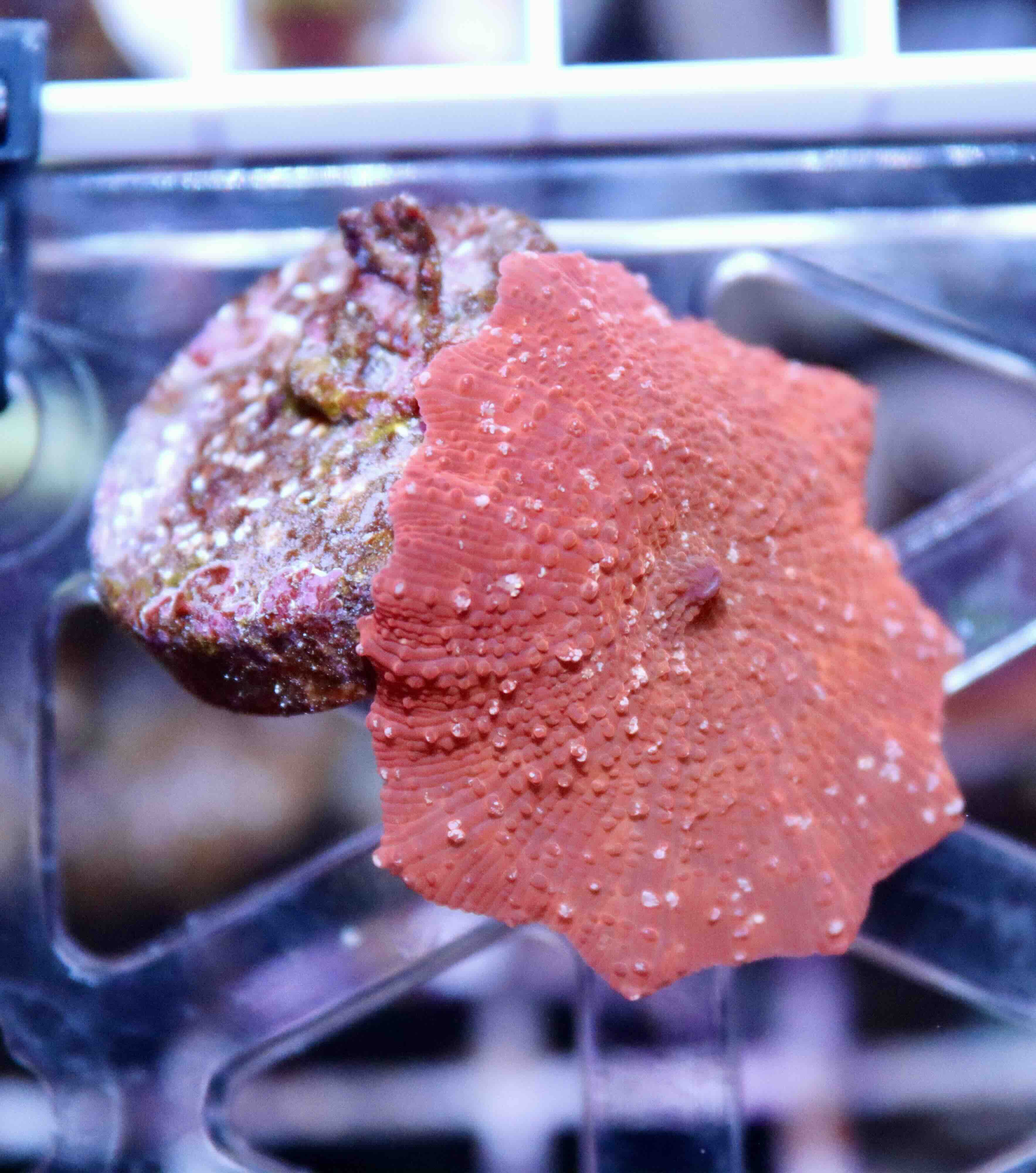 Discosoma Reddish (1 polyp)