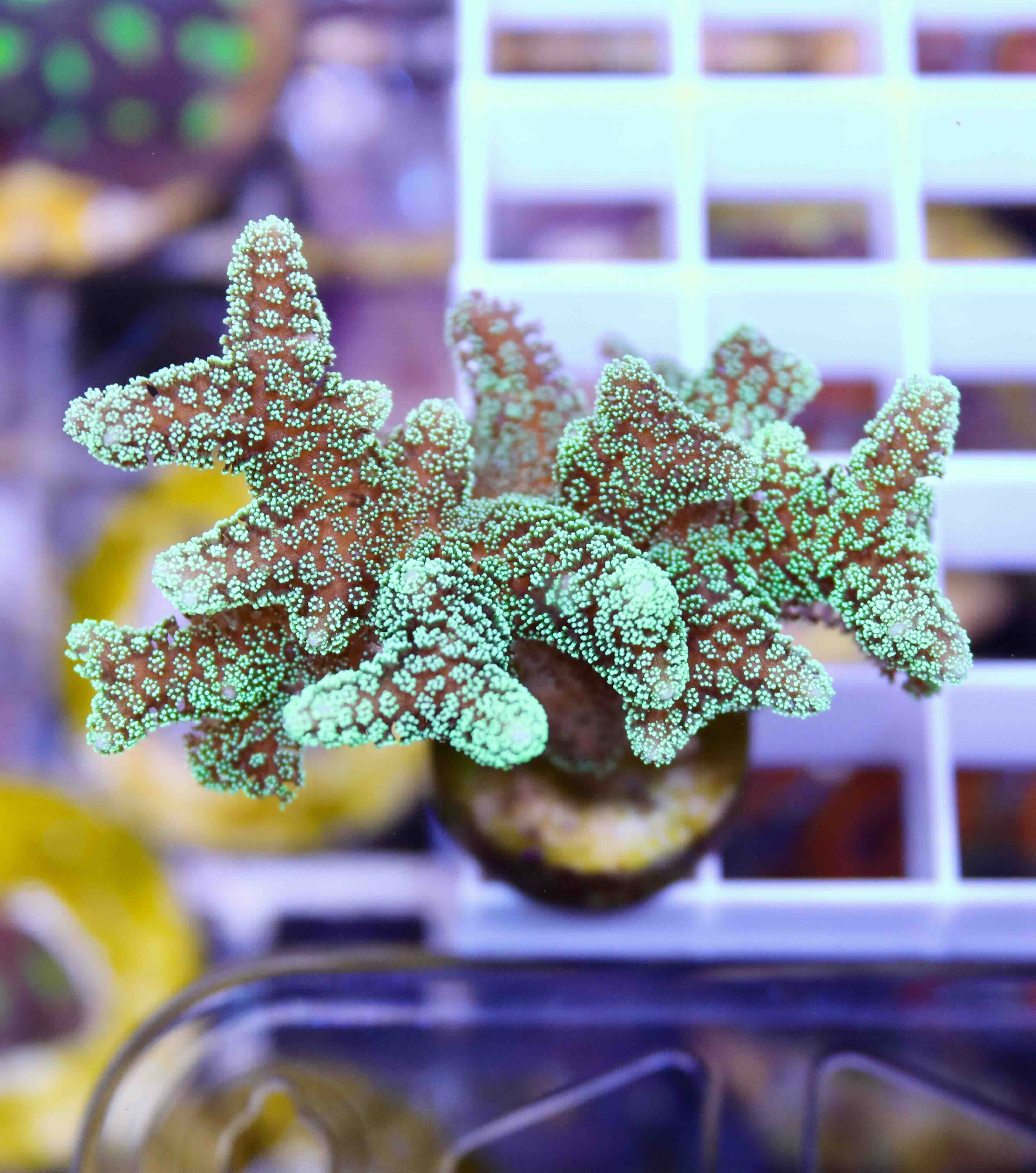 Seriatopora caliendrum green (S/M)