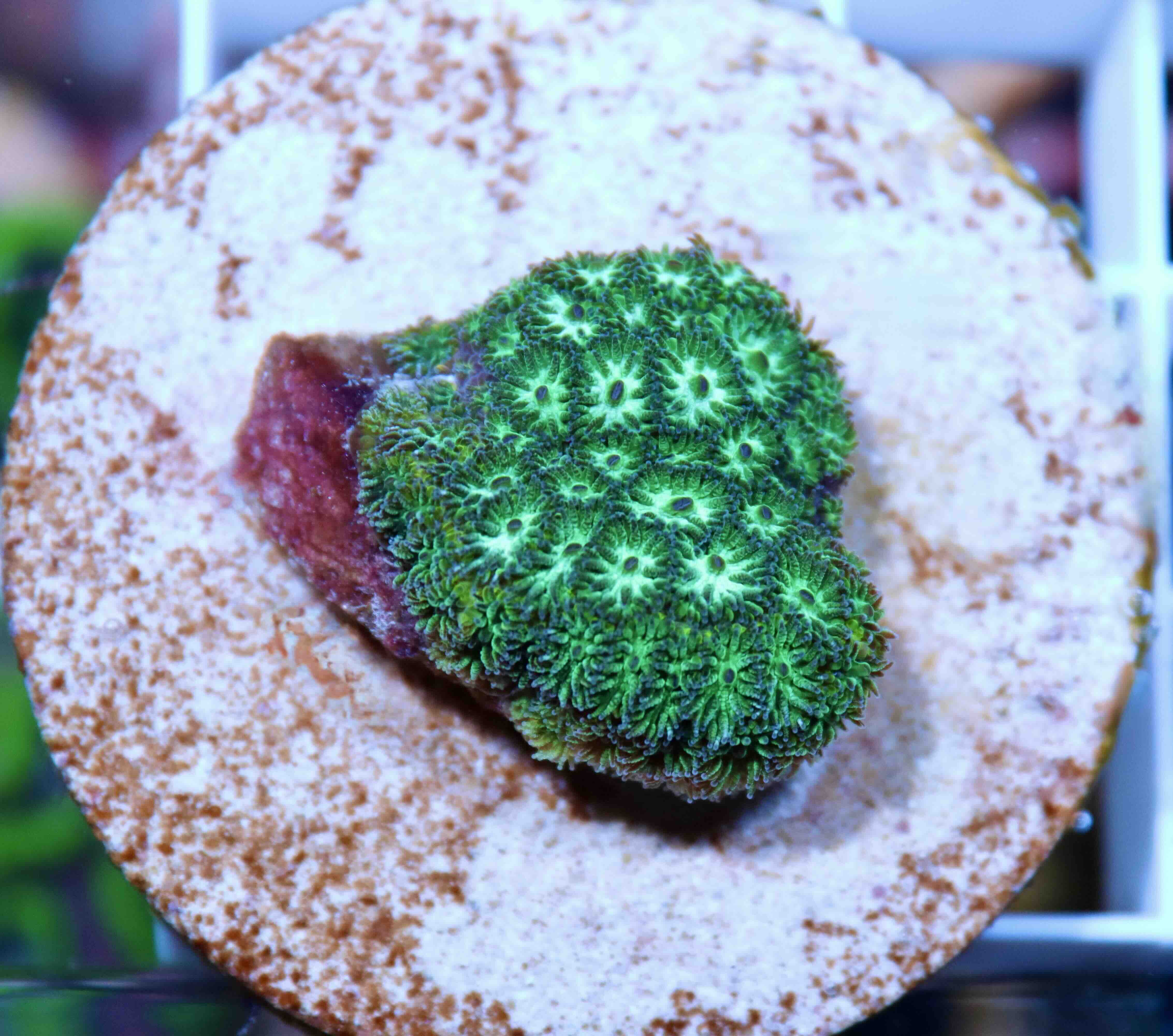 Leptastrea Green (S)