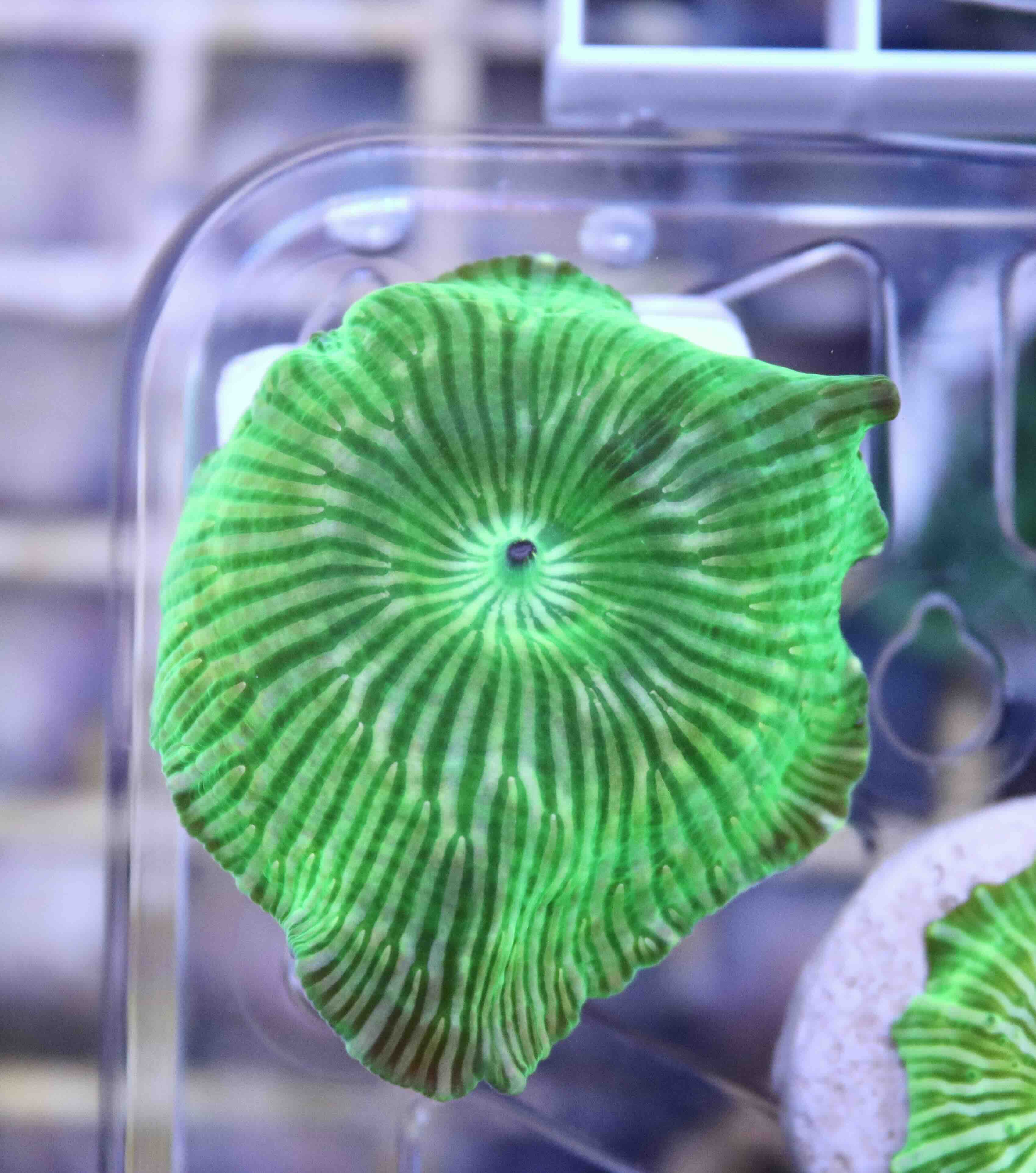 Discosoma striatus "Watermelon" (1 polyp)