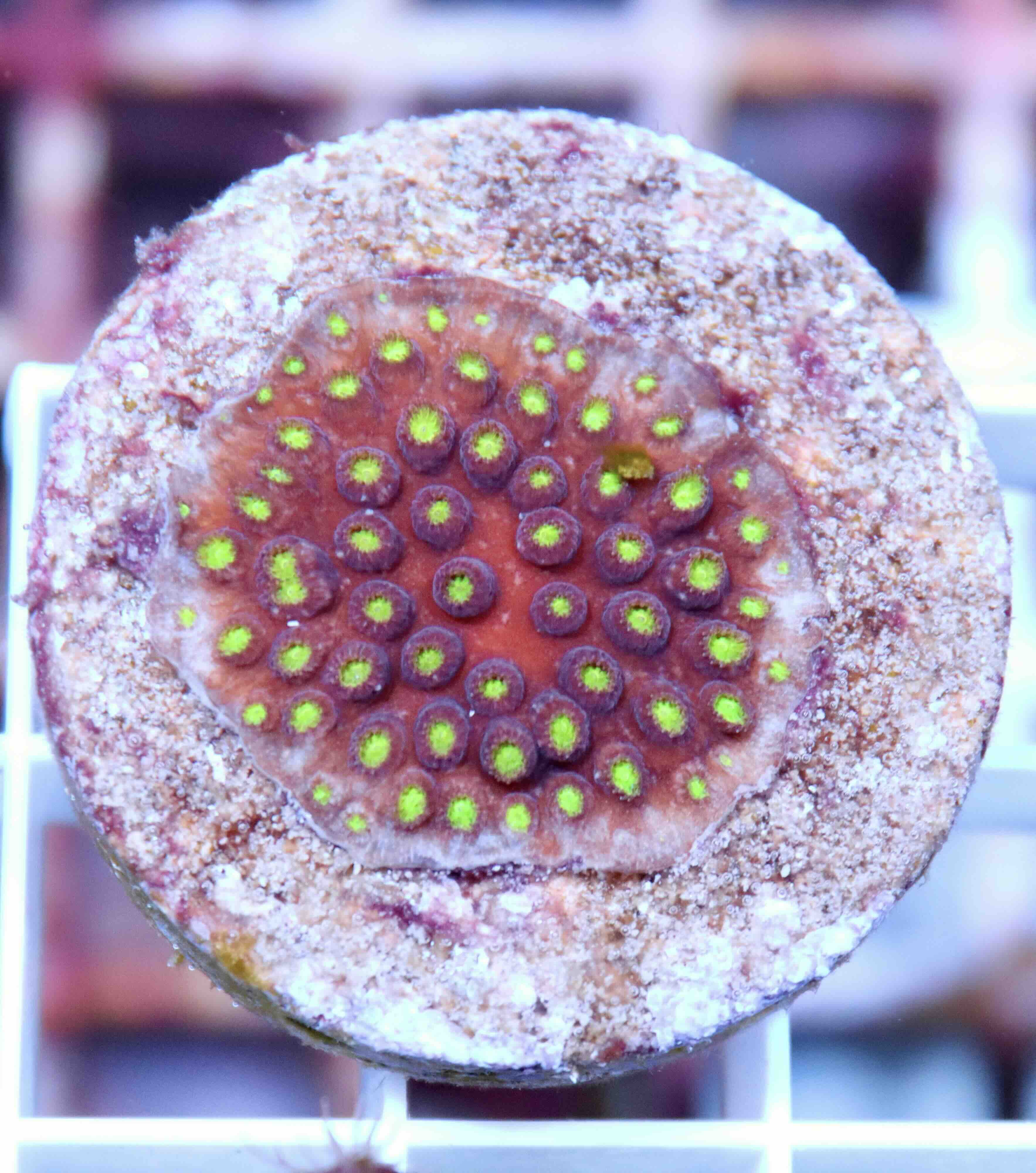 Cyphastrea Bling Bling (S/M)