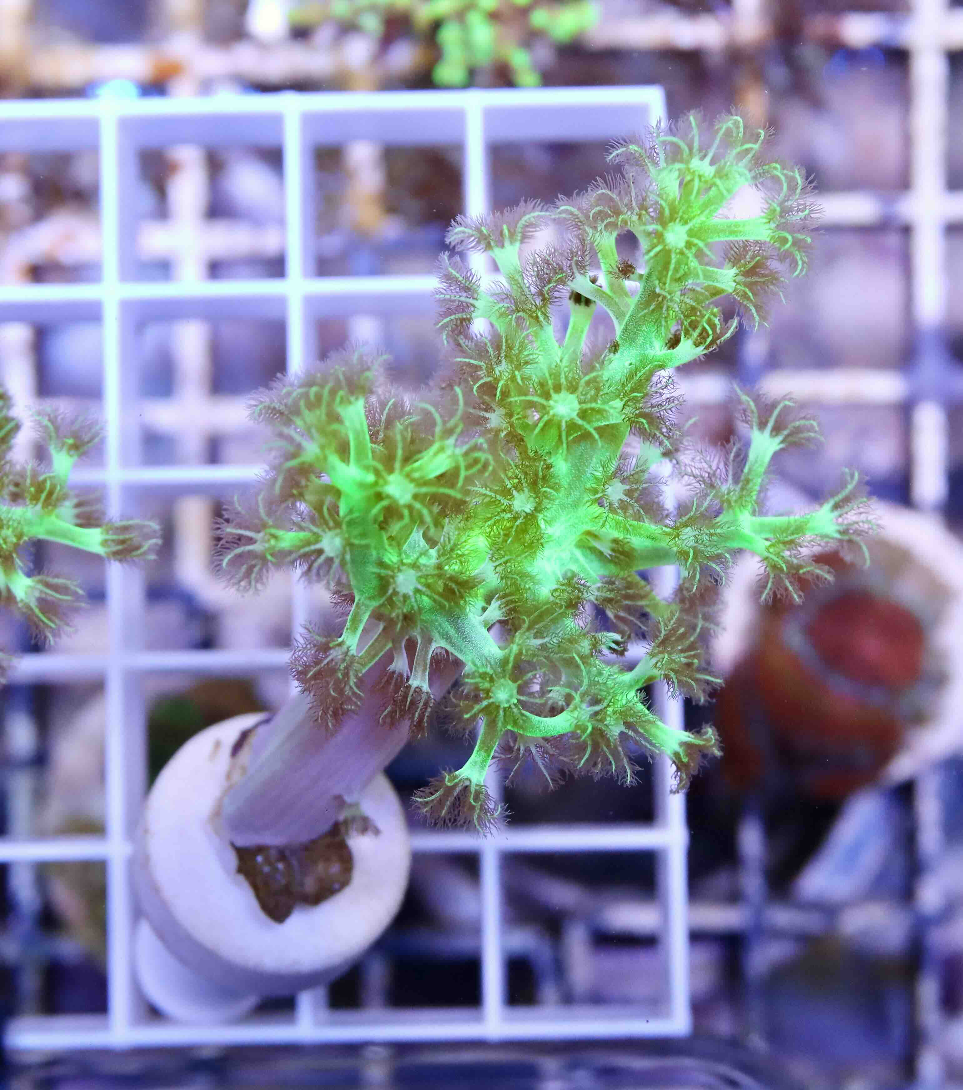 Capnella Toxic Green (S)