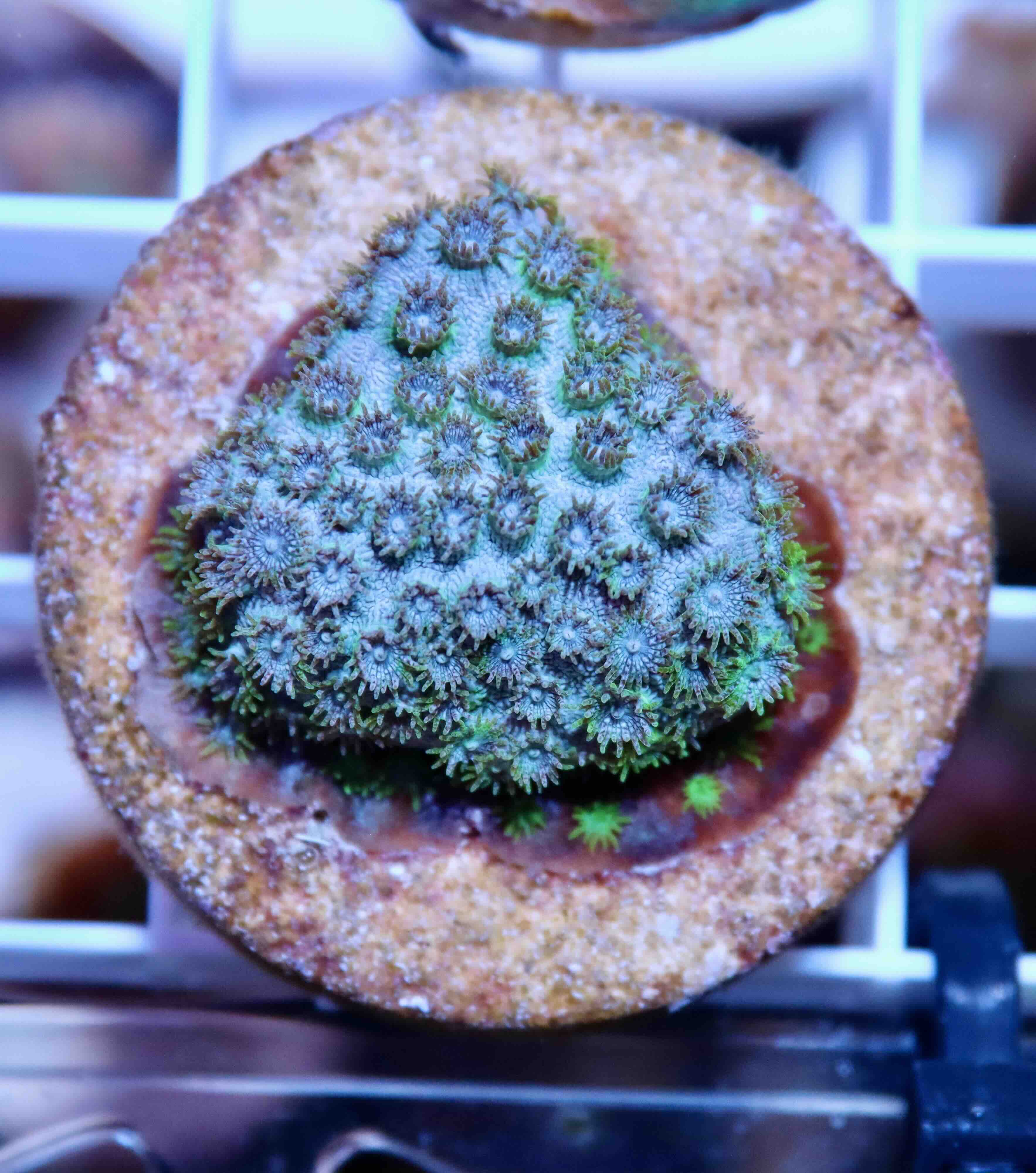 Cyphastrea Seagrass (S/M), WYSIWYG01