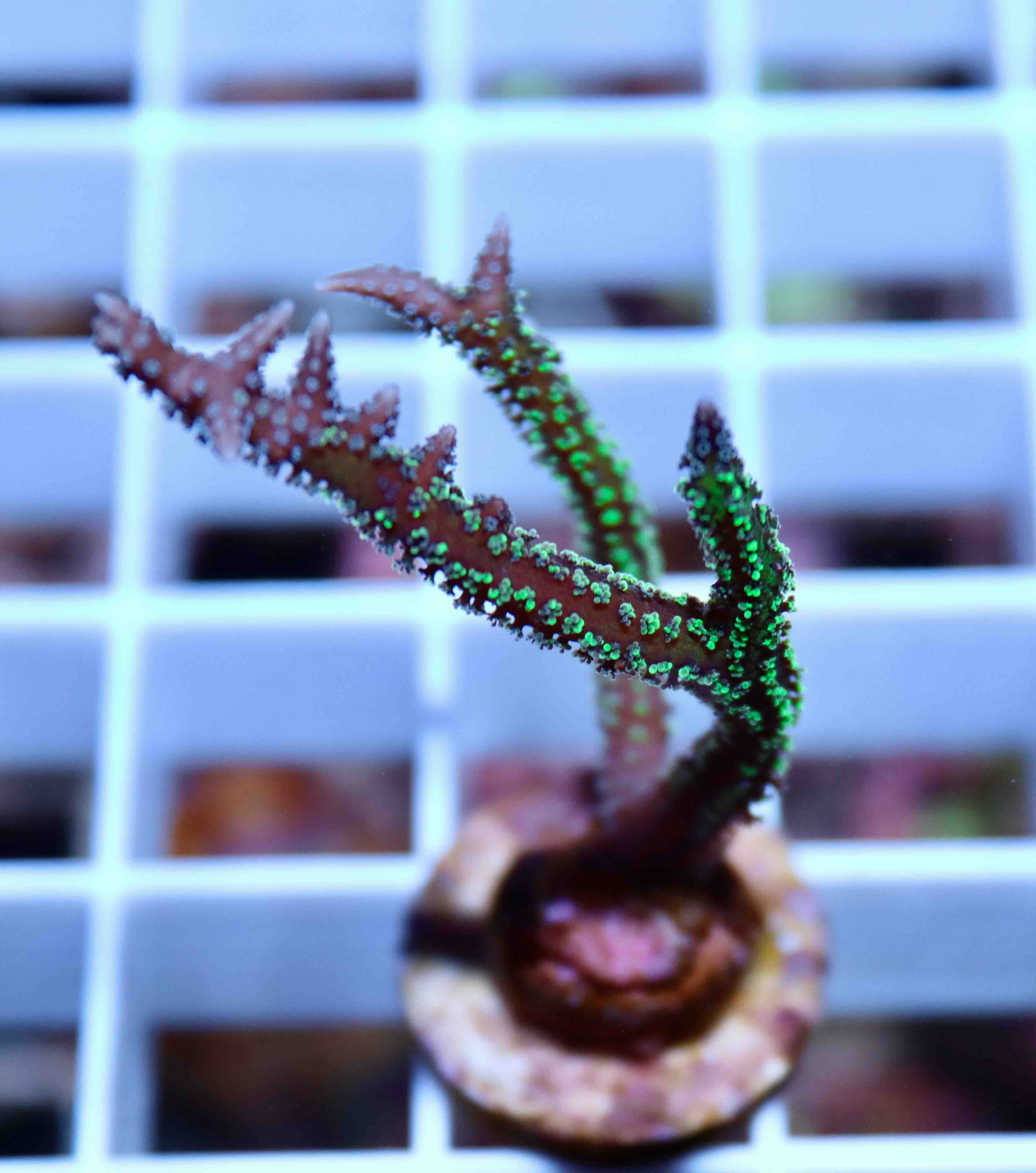 Seriatopora Hystrix Bicolor (S), WYSIWYG05