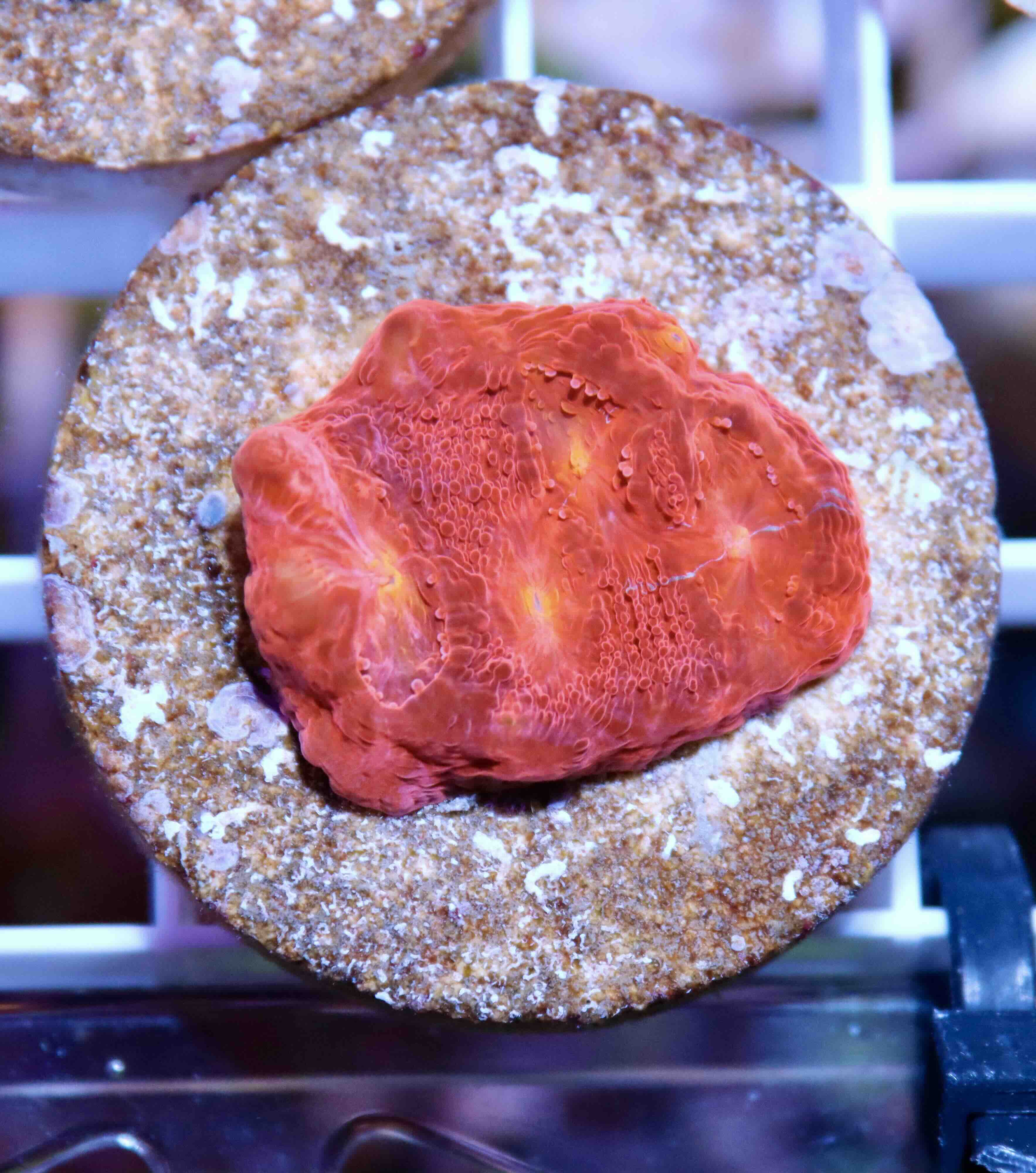 Chalice Flamethrower (S/M), WYSIWYG11,1