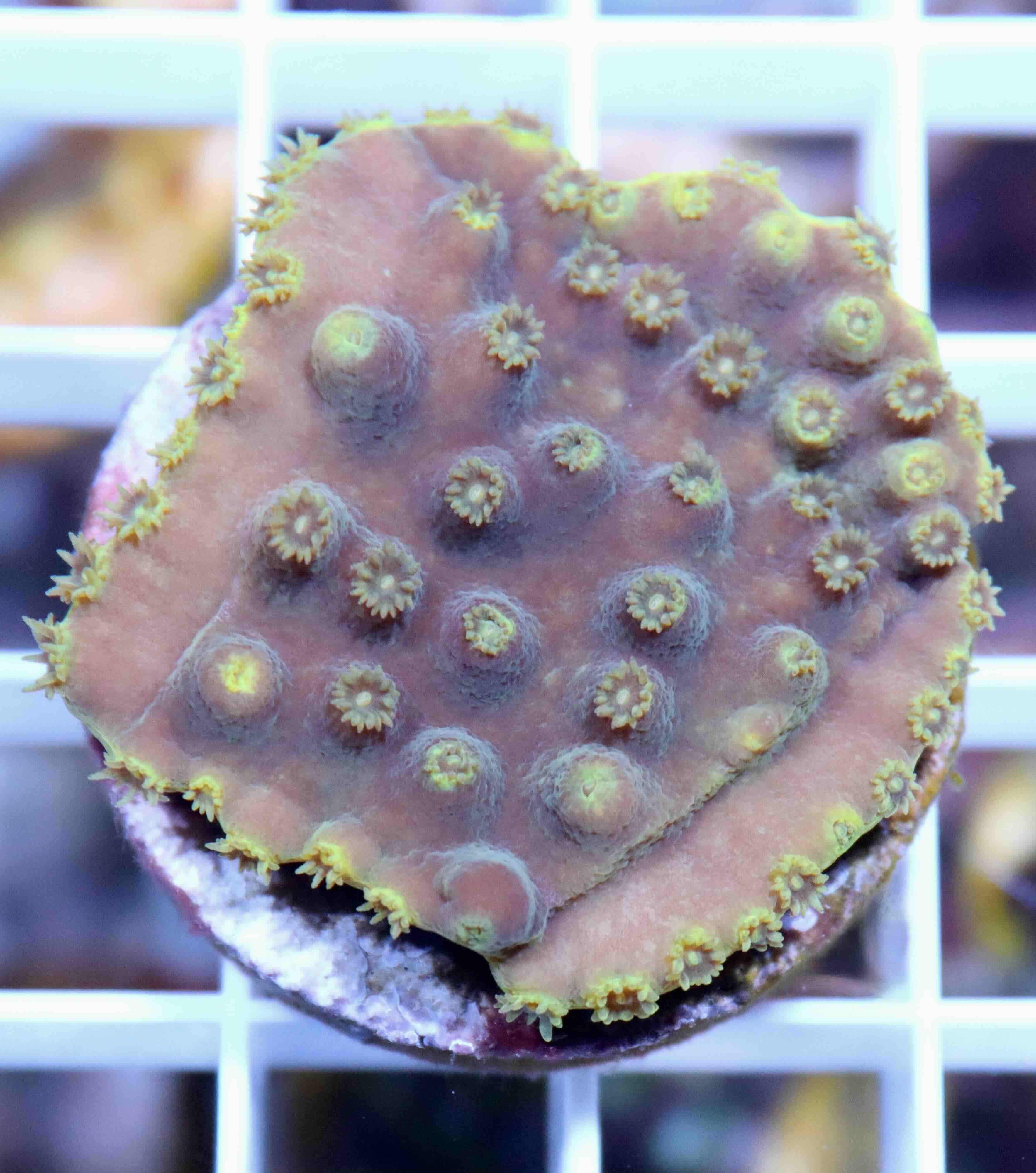 Turbinaria reniformis Purple/Yellow (M), WYSIWYG12