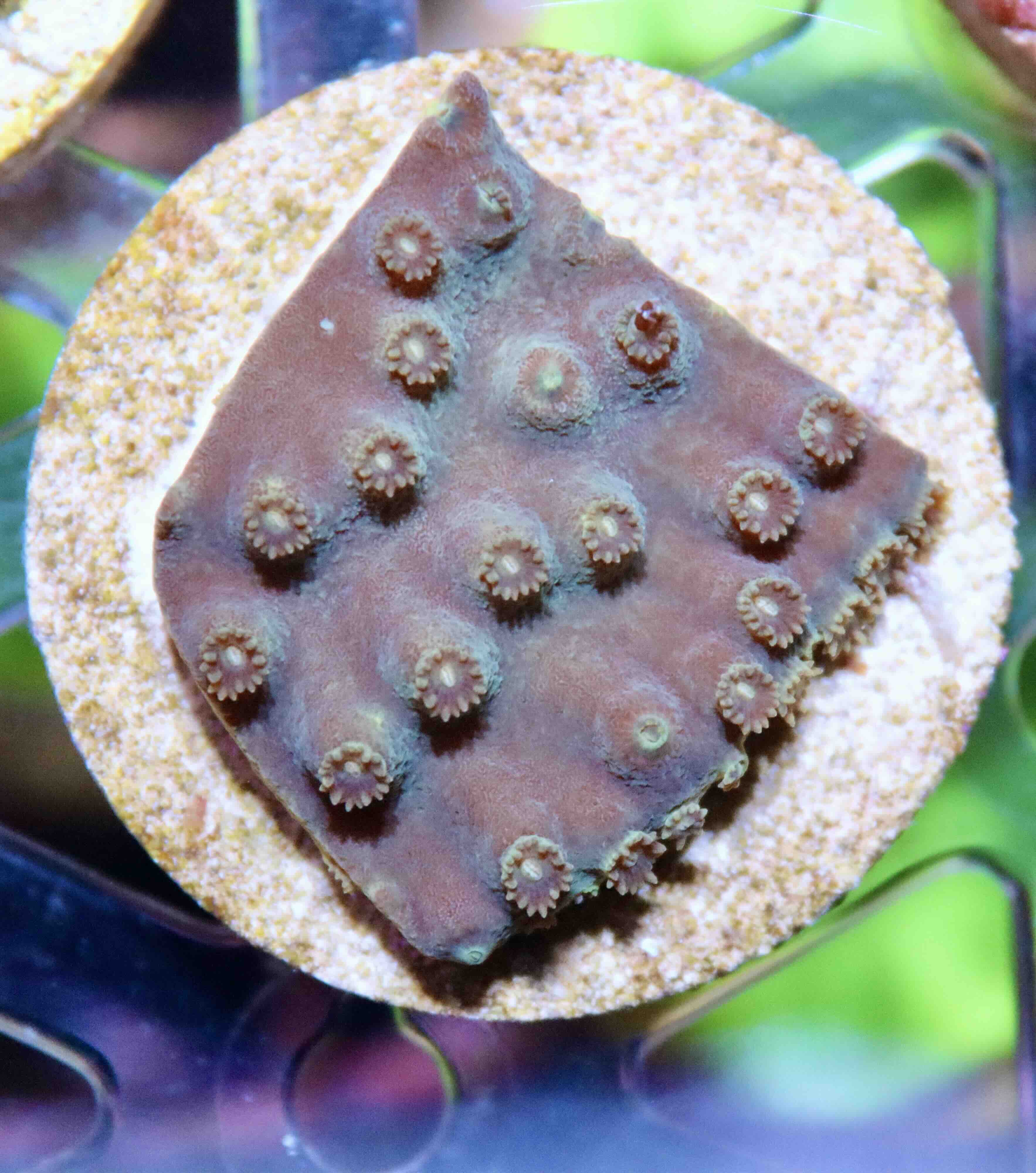 Turbinaria reniformis Purple/Yellow (M), WYSIWYG12