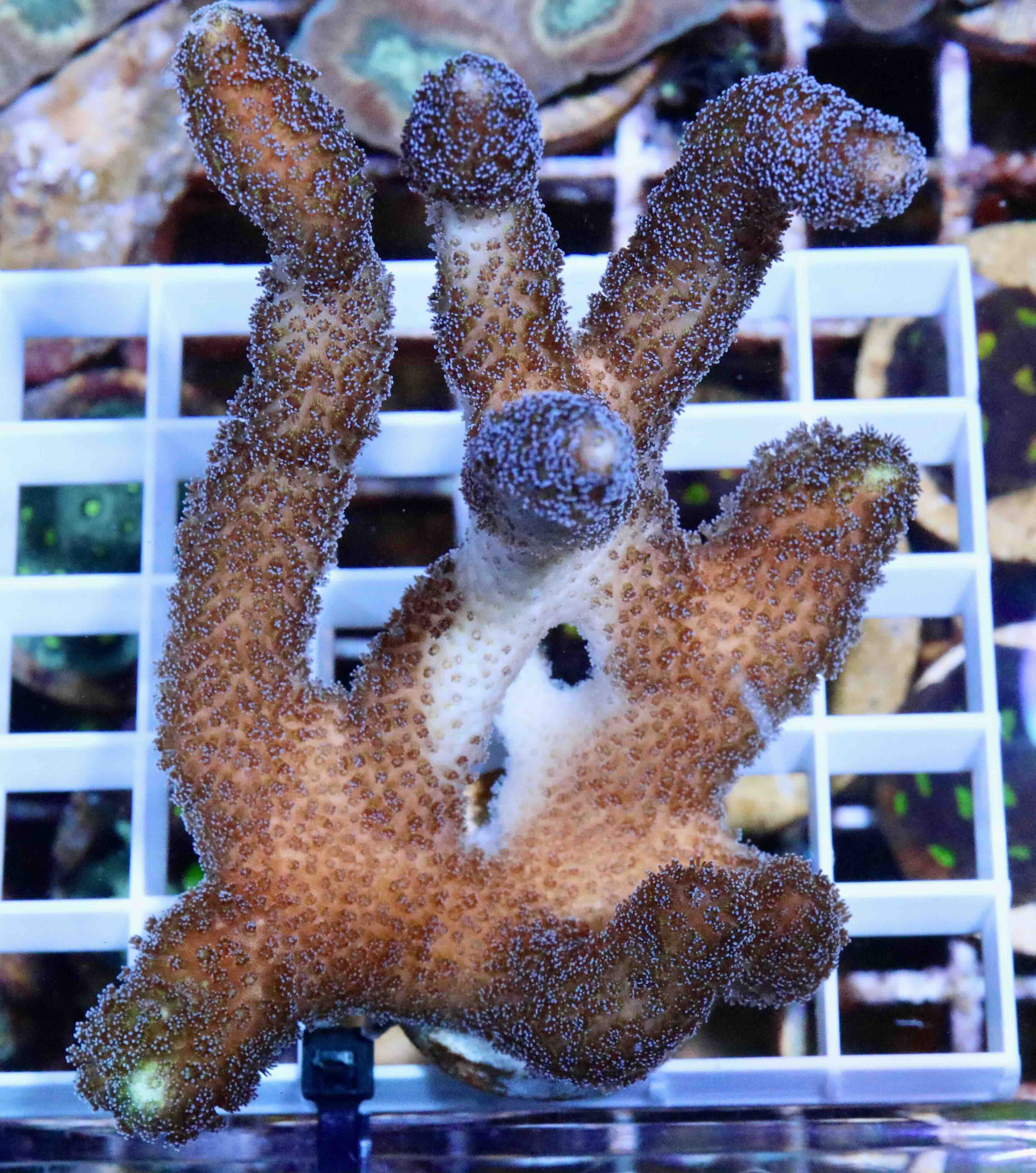 Stylophora Milka (L/XL)