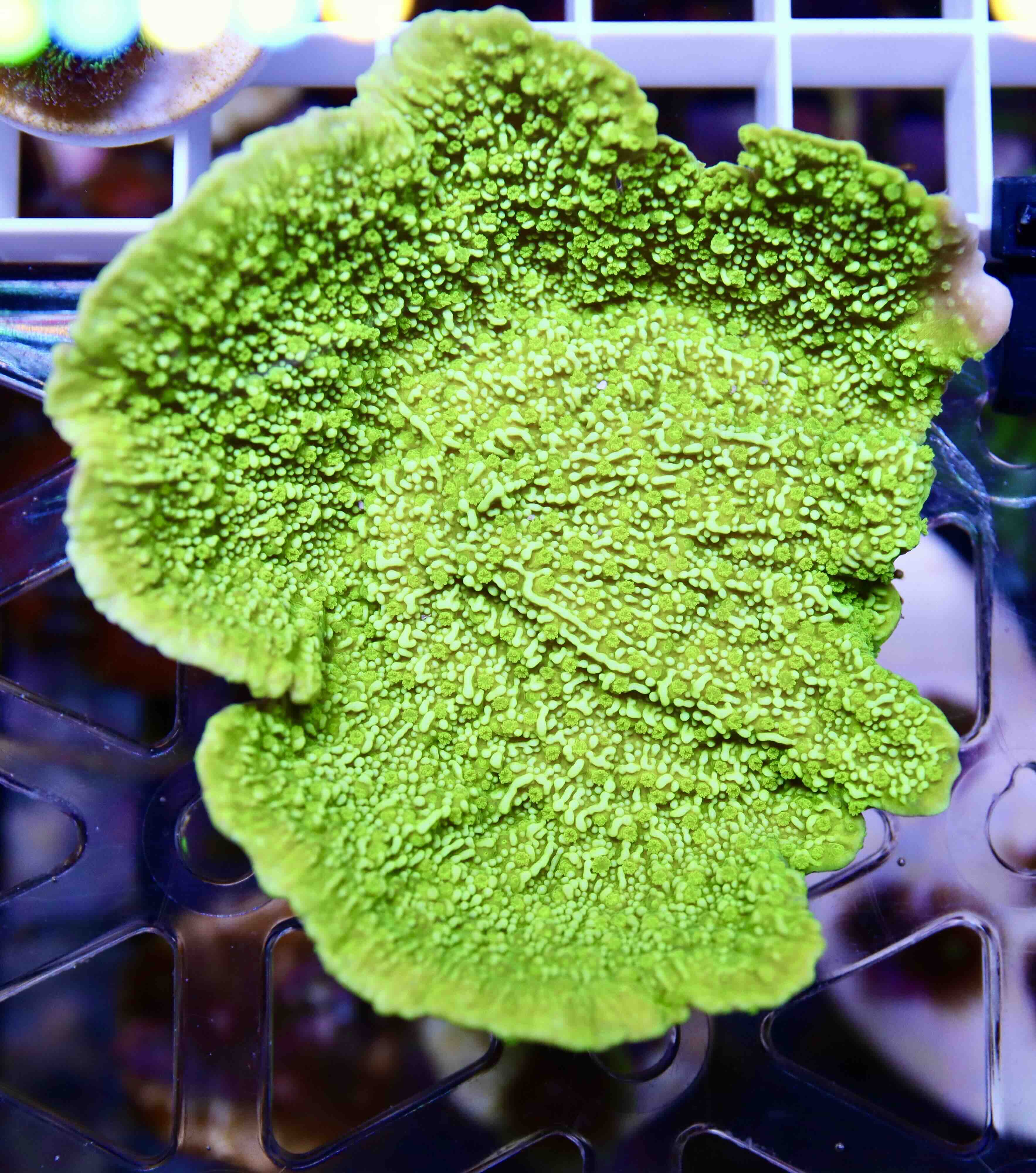 Montipora ultra green (M)