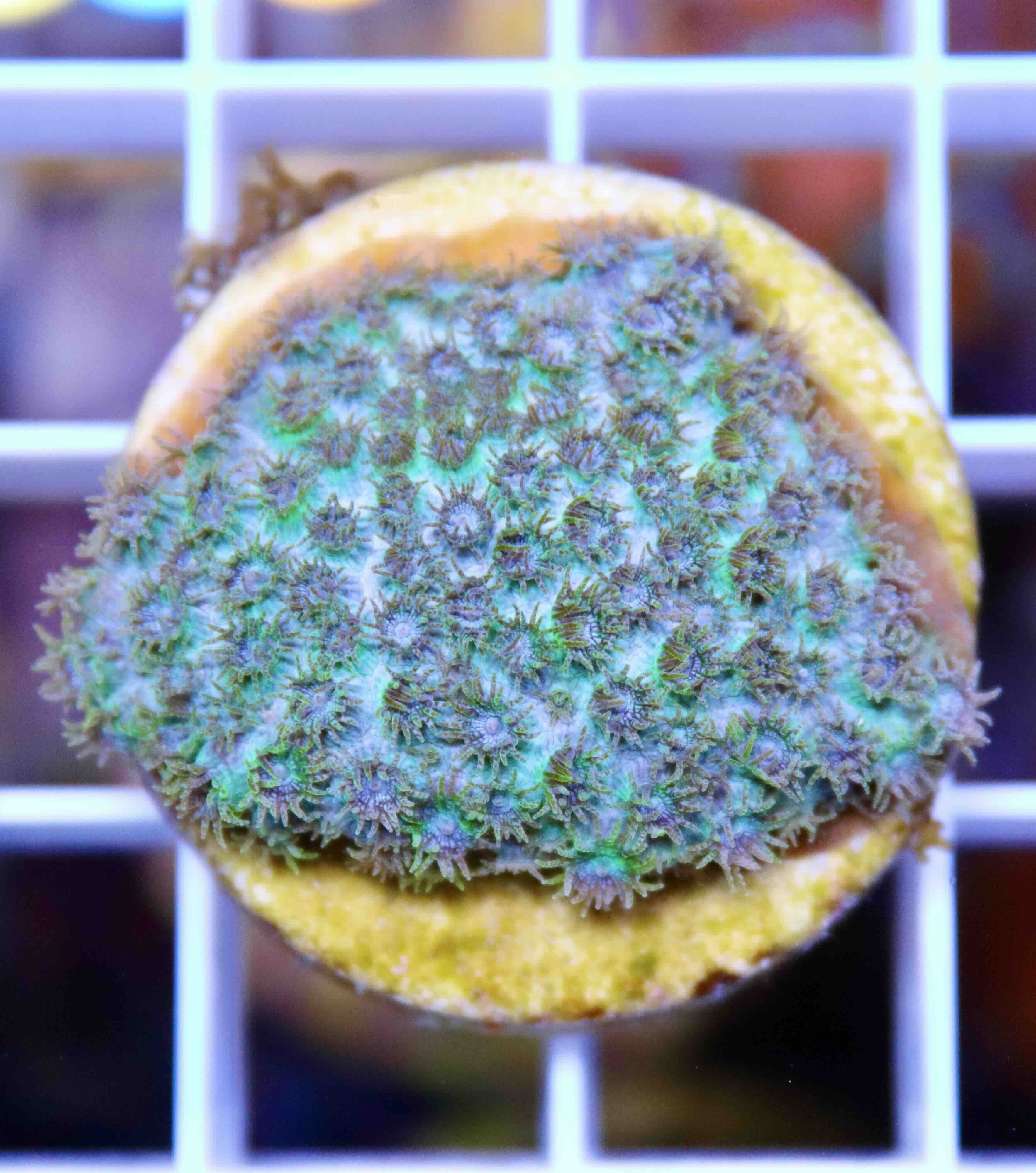 Cyphastrea Seagrass (S/M)