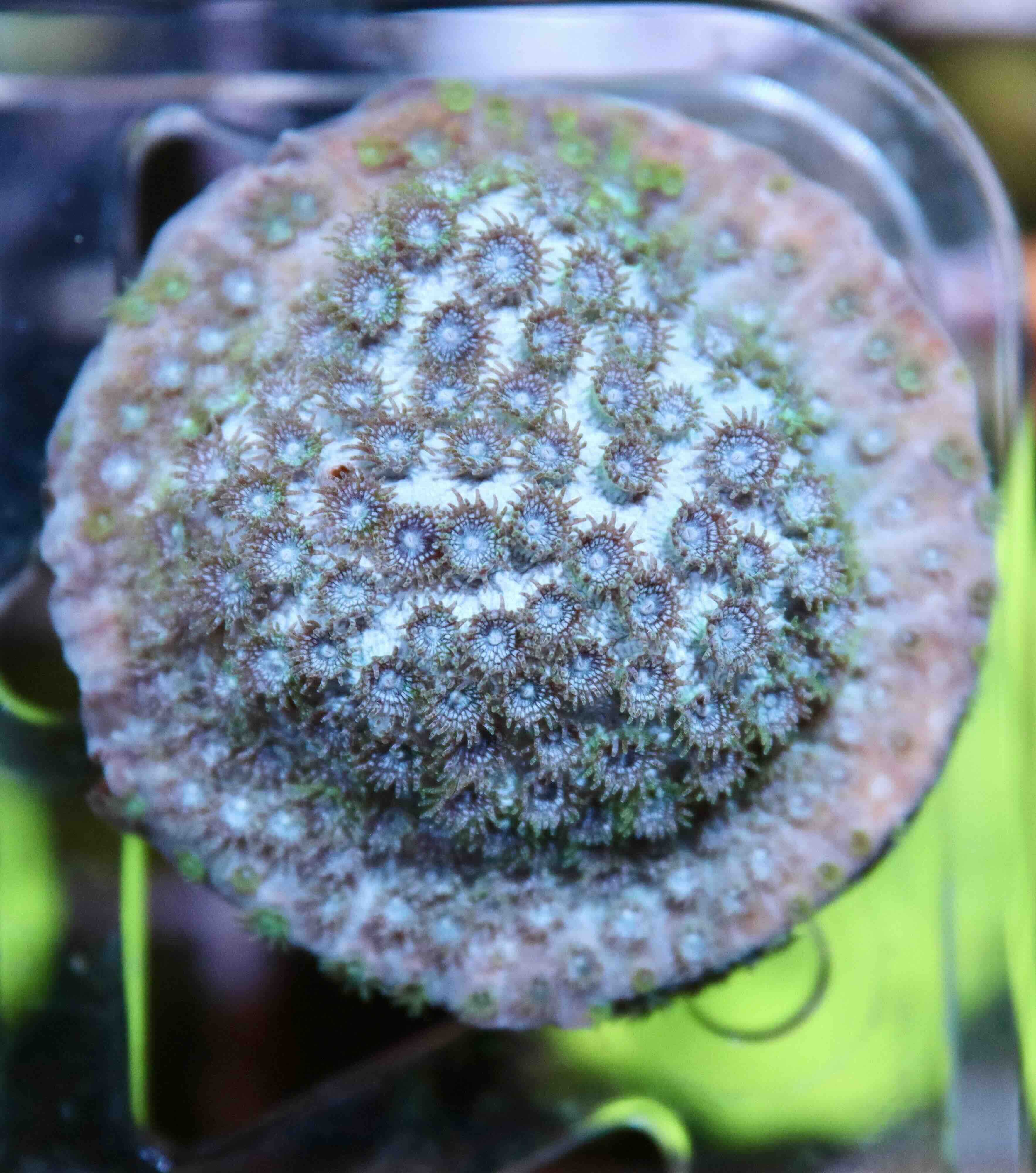 Cyphastrea Seagrass (S/M)