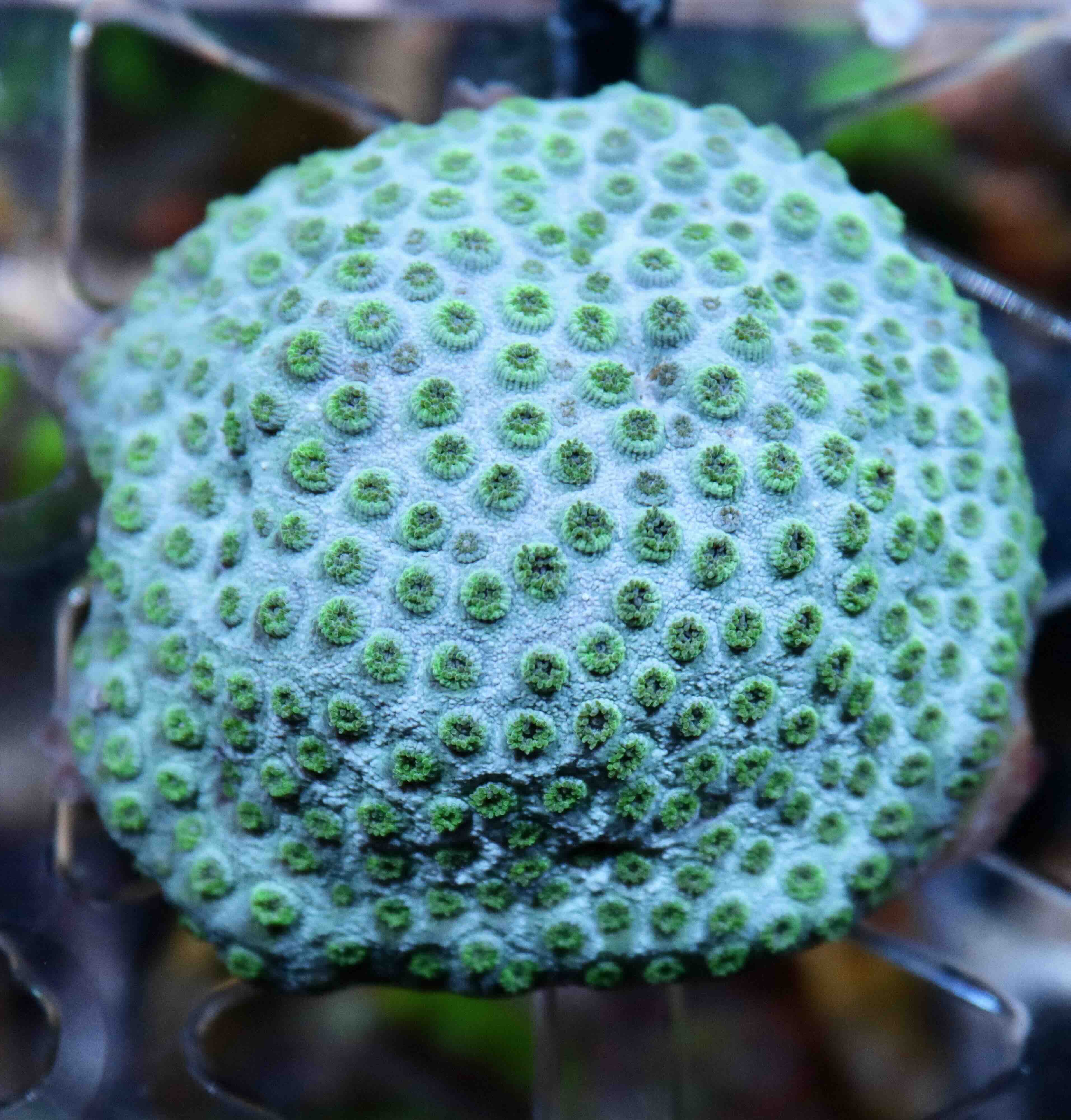 Cyphastrea Seagrass (M)