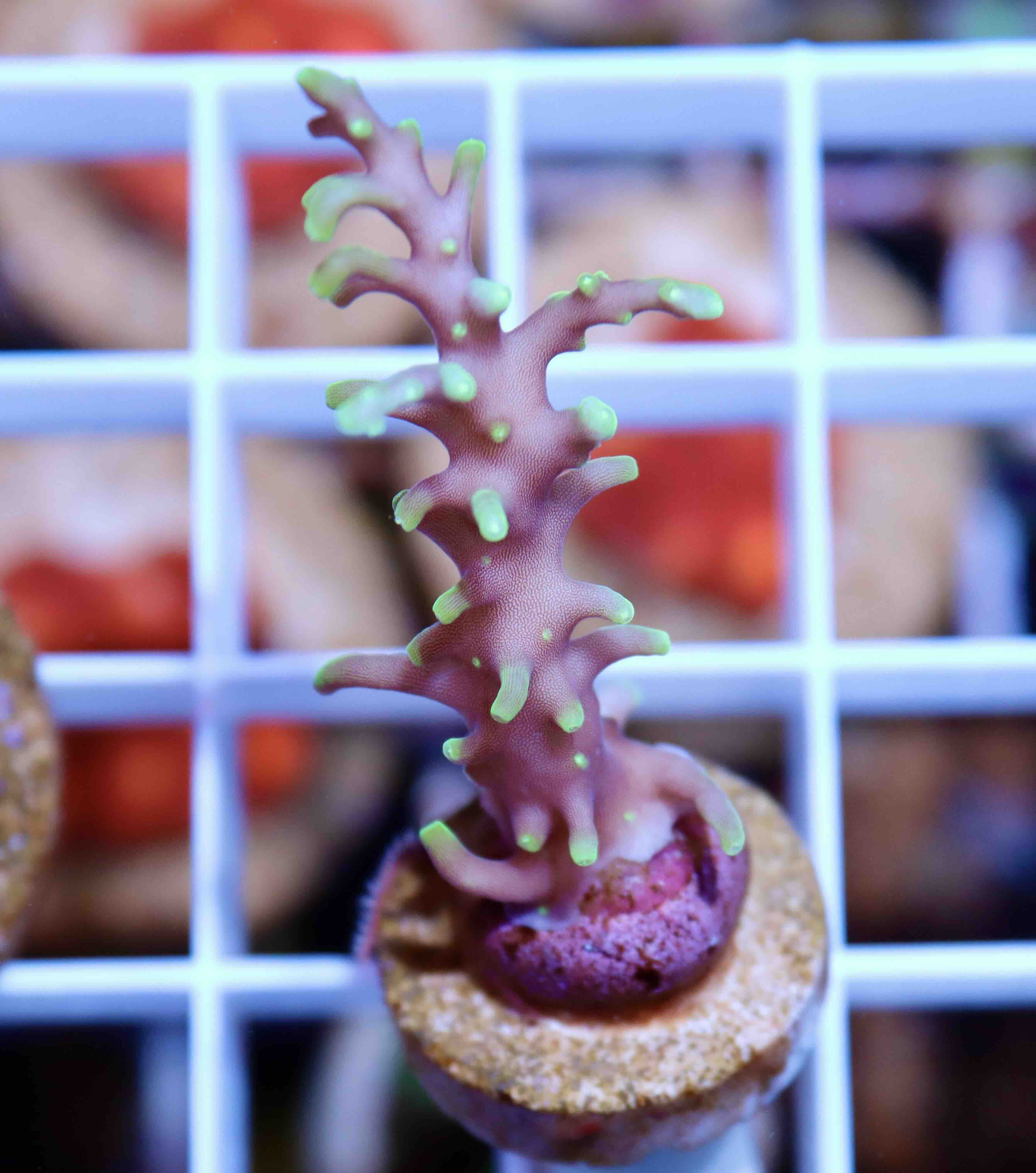 Acropora carduus MR.Pacman (S), WYSIWYG20