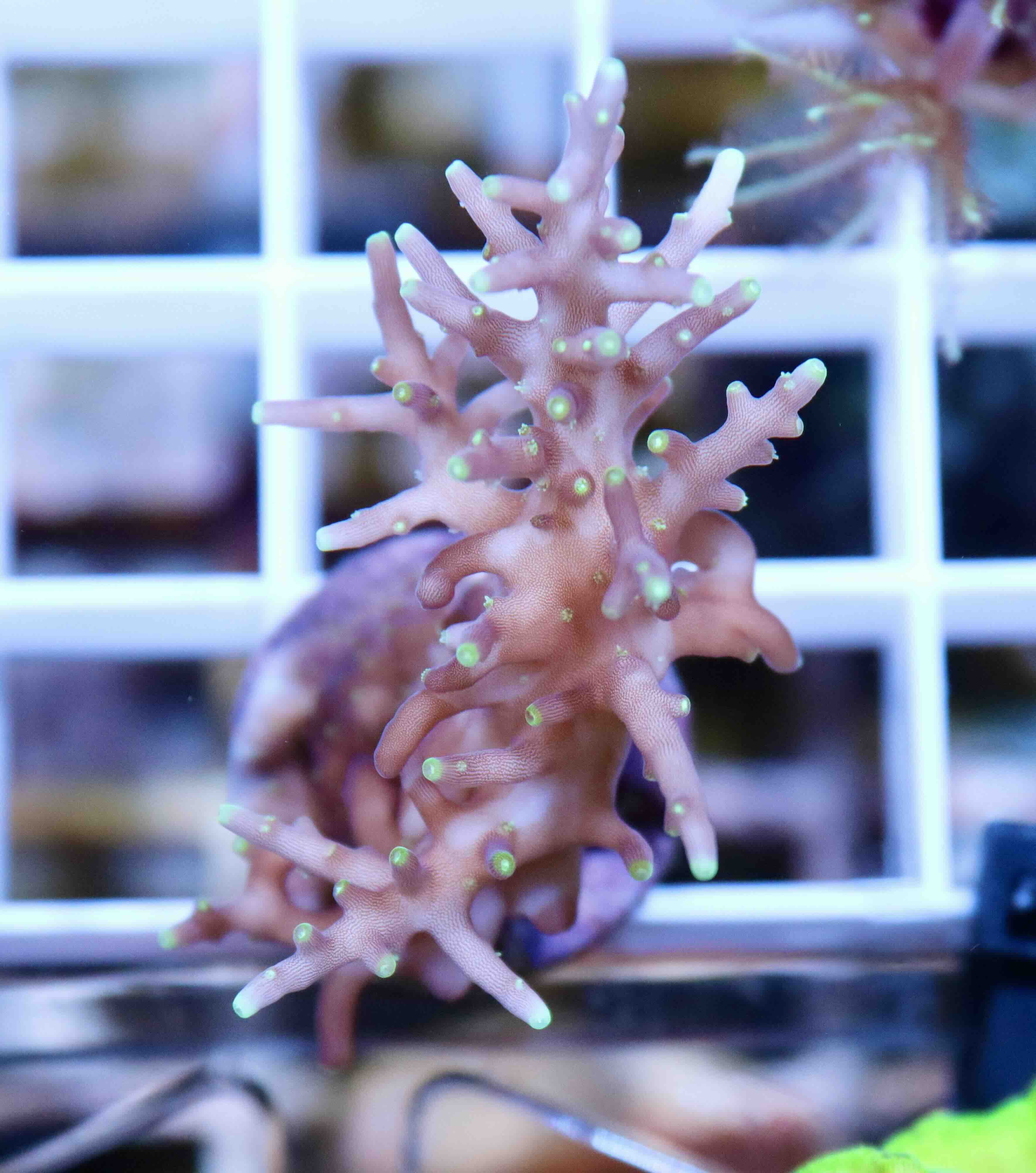 Acropora carduus MR.Pacman (S), WYSIWYG20