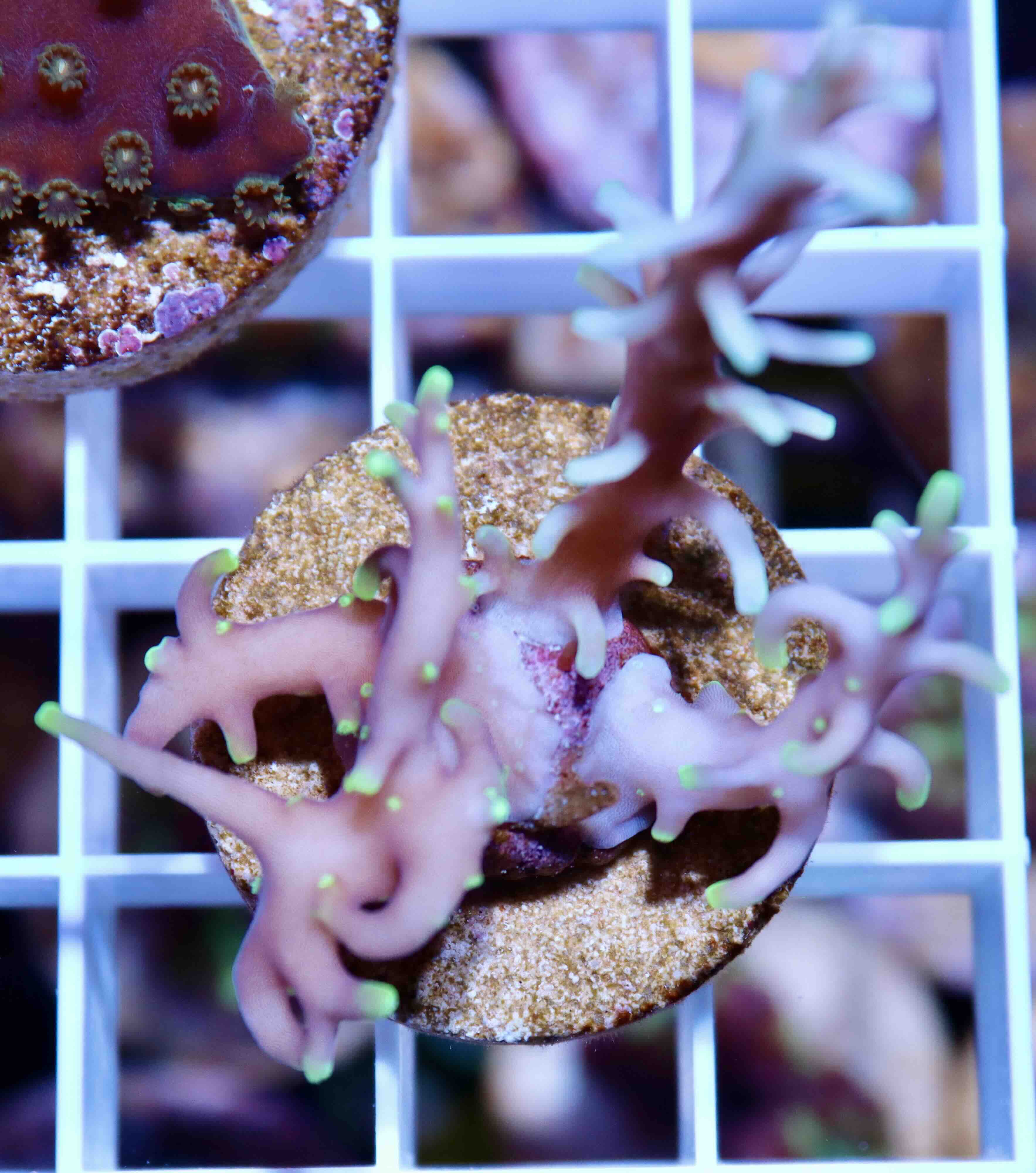 Acropora carduus MR.Pacman (S/M), WYSIWYG21