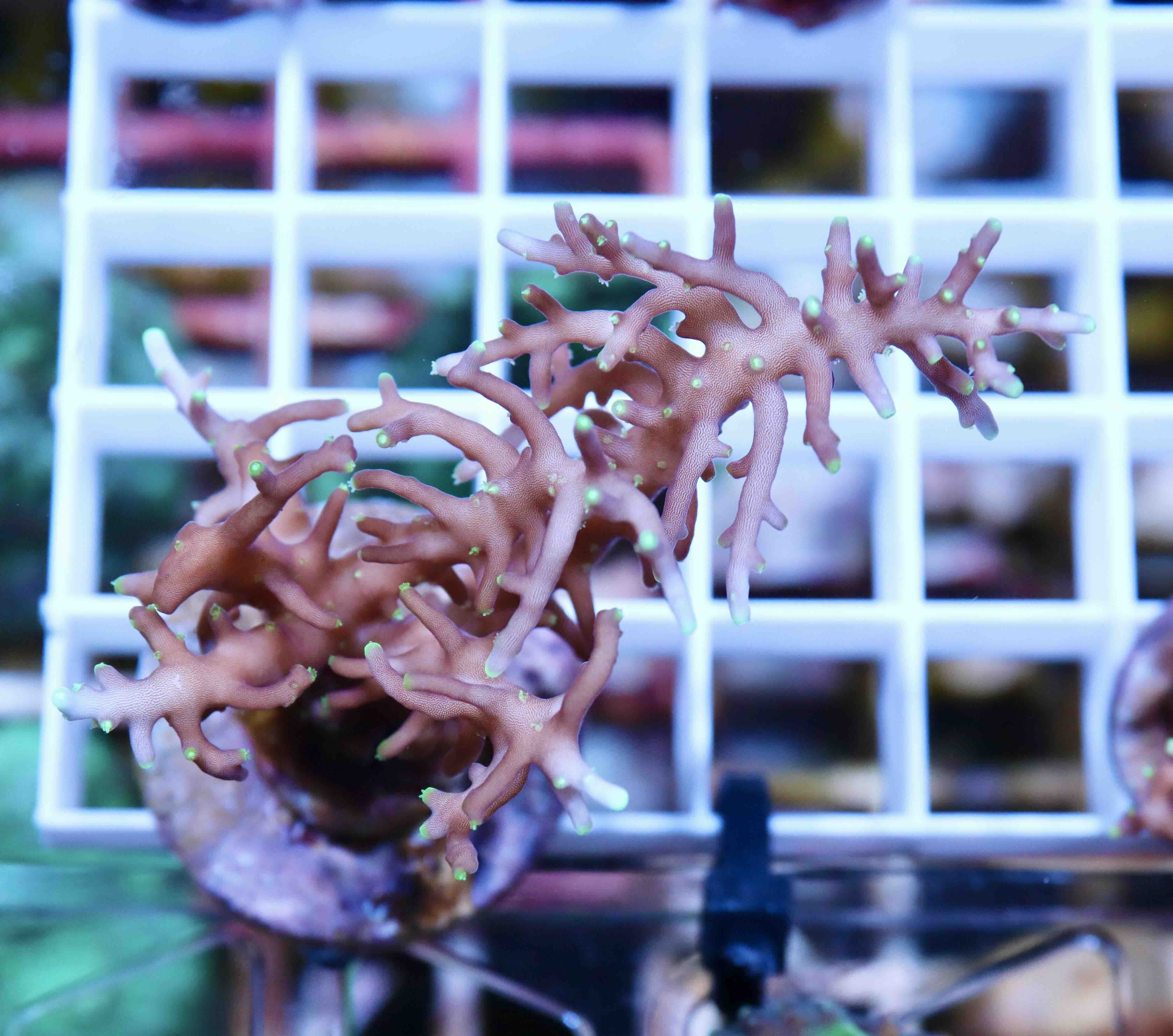 Acropora carduus MR.Pacman (M), WYSIWYG21