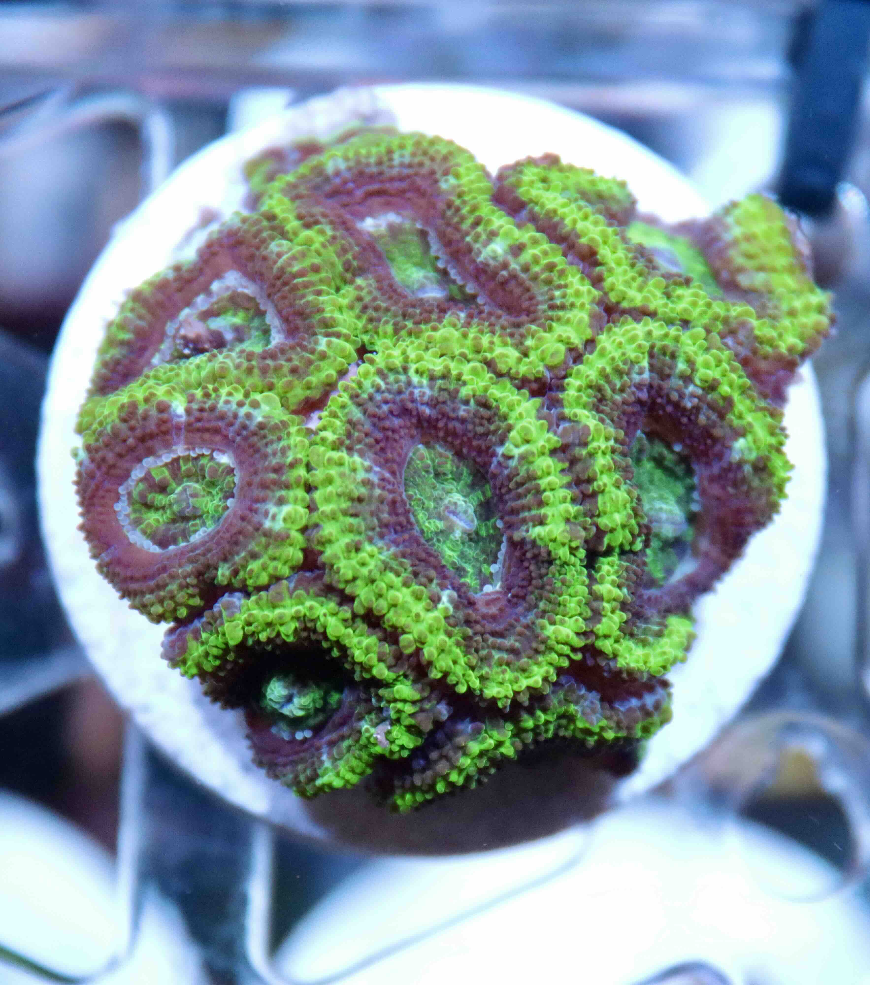 Acanthastrea lordhowensis Green Premium (M/L)