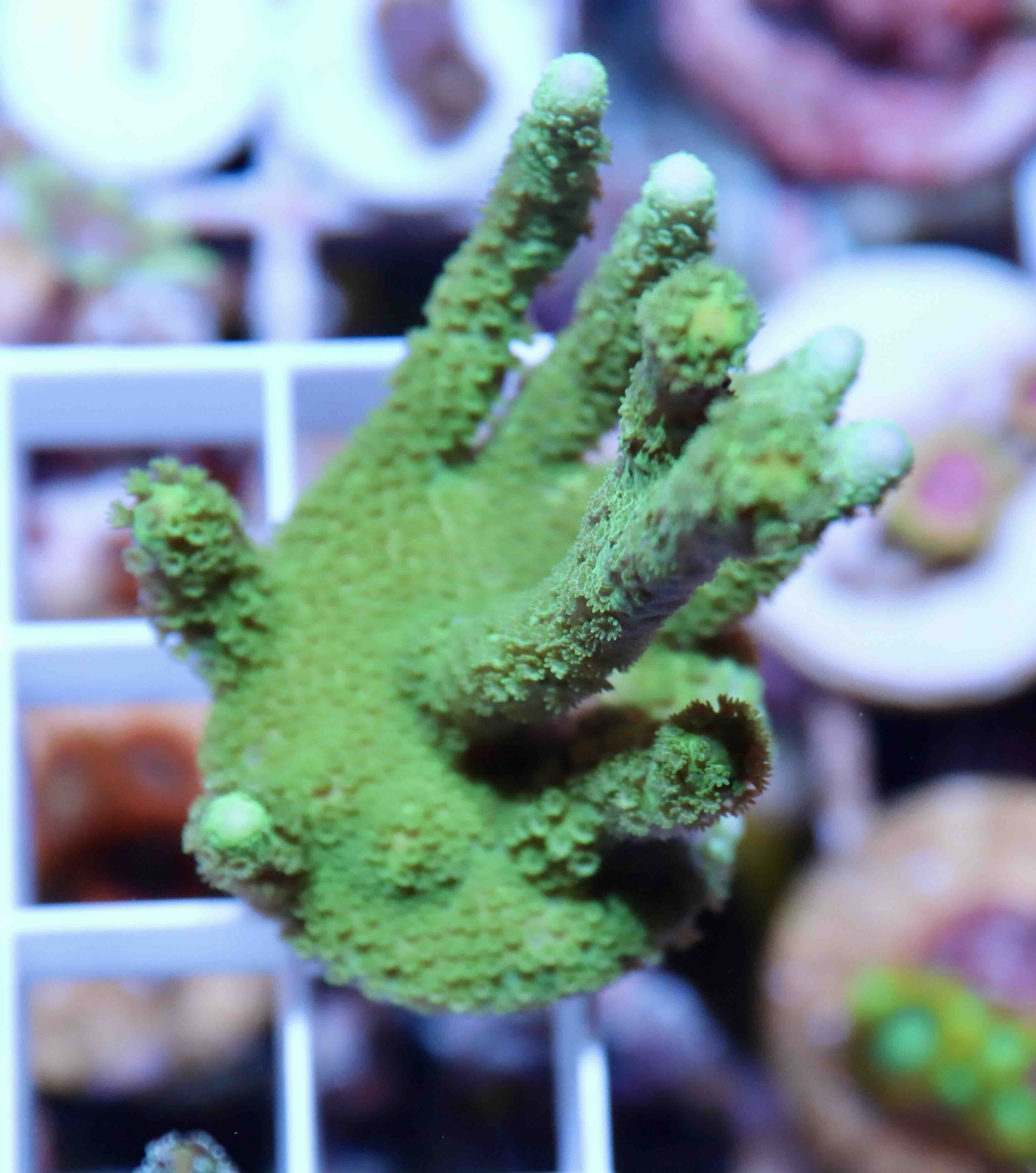 Montipora digitata green (M), WYSIWYG27