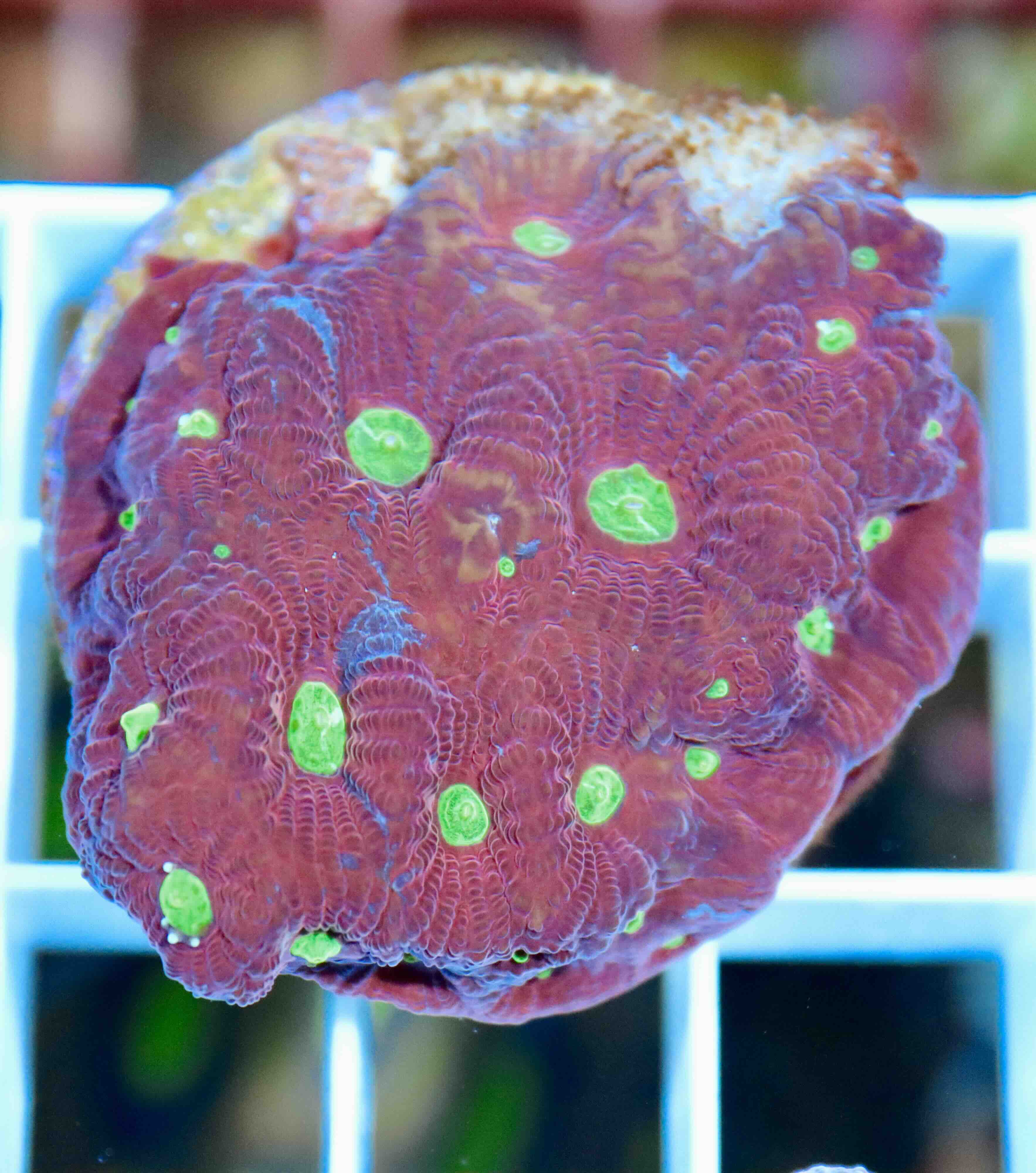 Favites pentagona Ultra "Superman", WYSIWYG29
