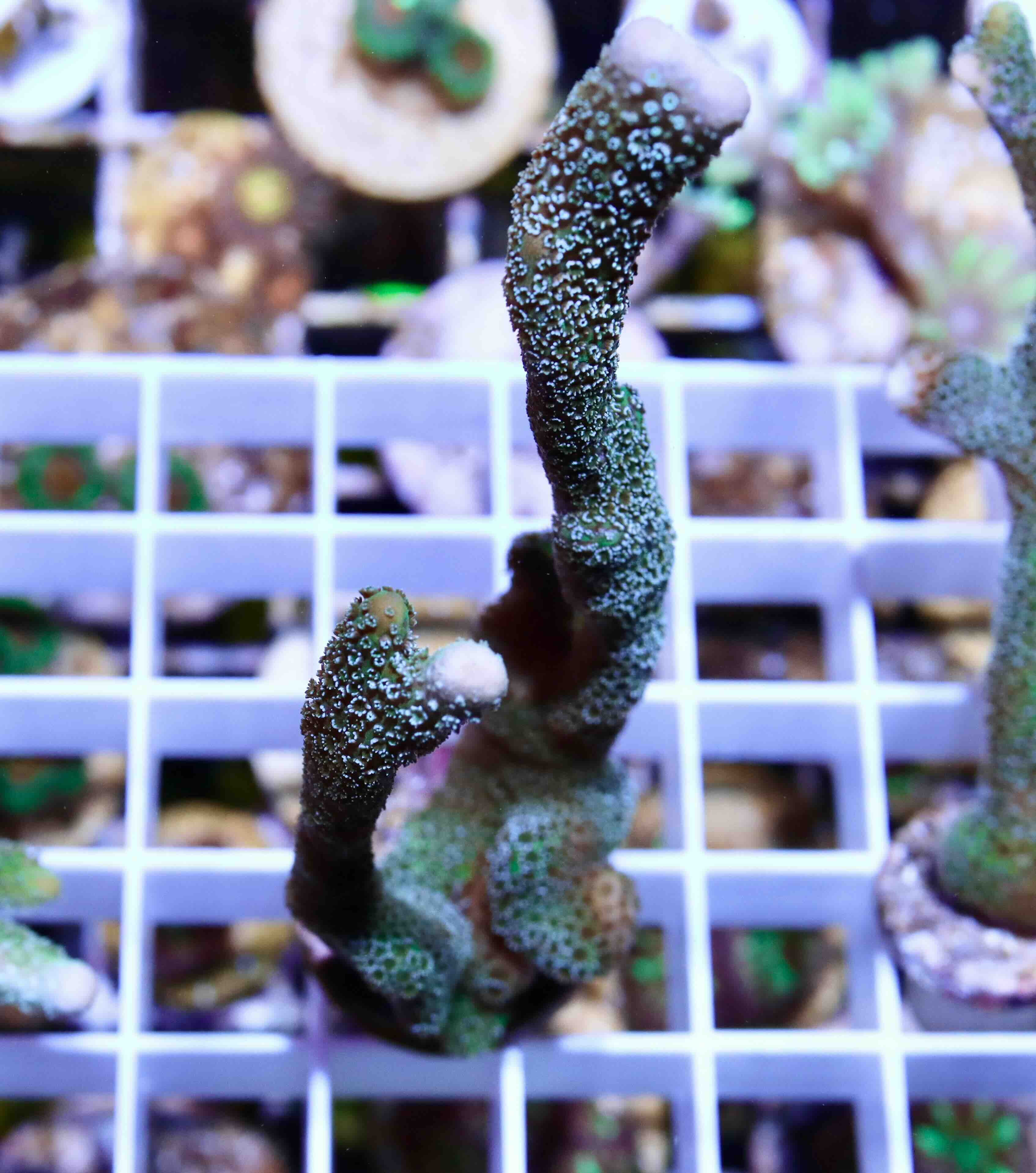 Montipora digitata "blue" (M/L), WYSIWYG30.1
