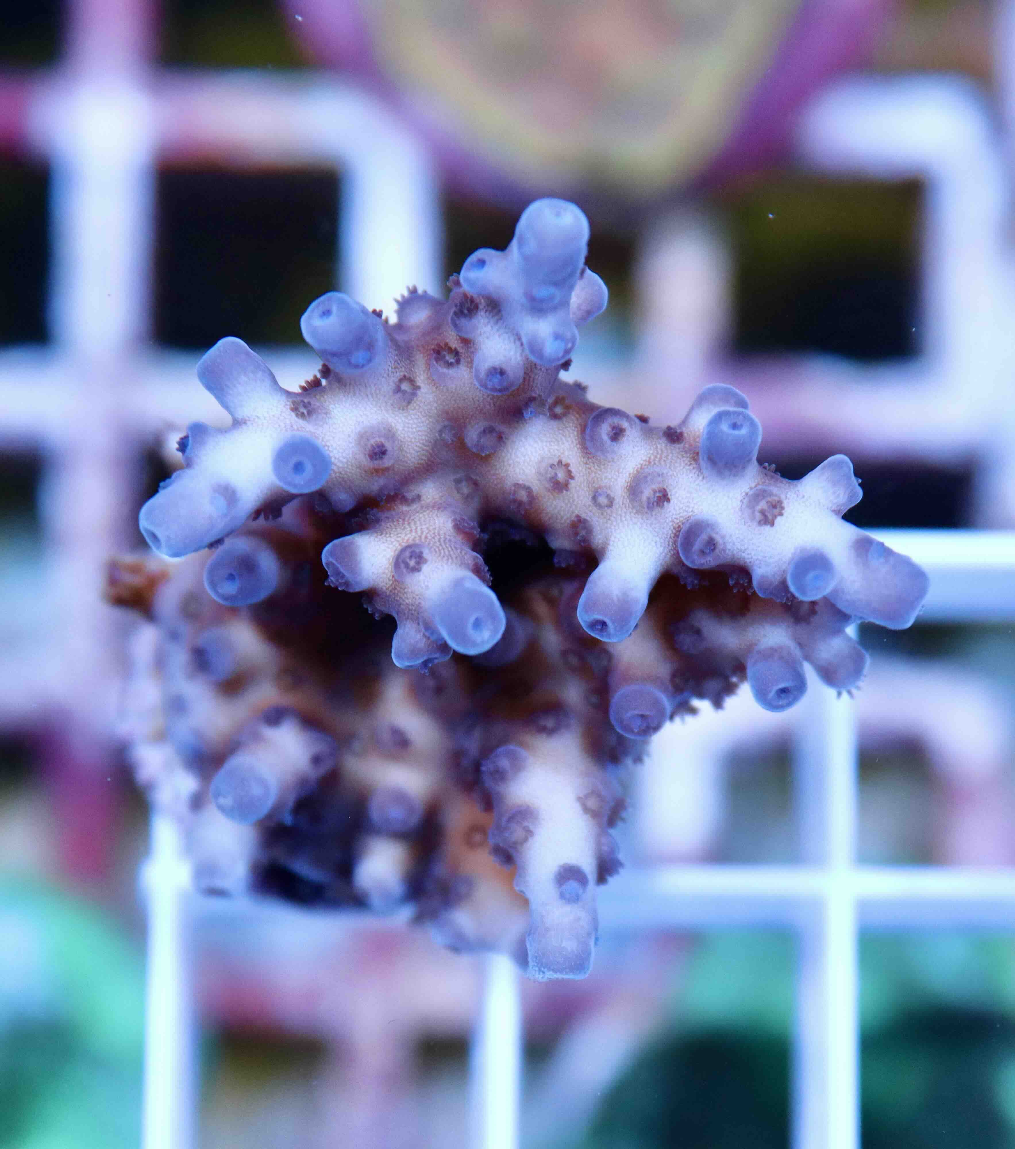 Acropora sp. (S)