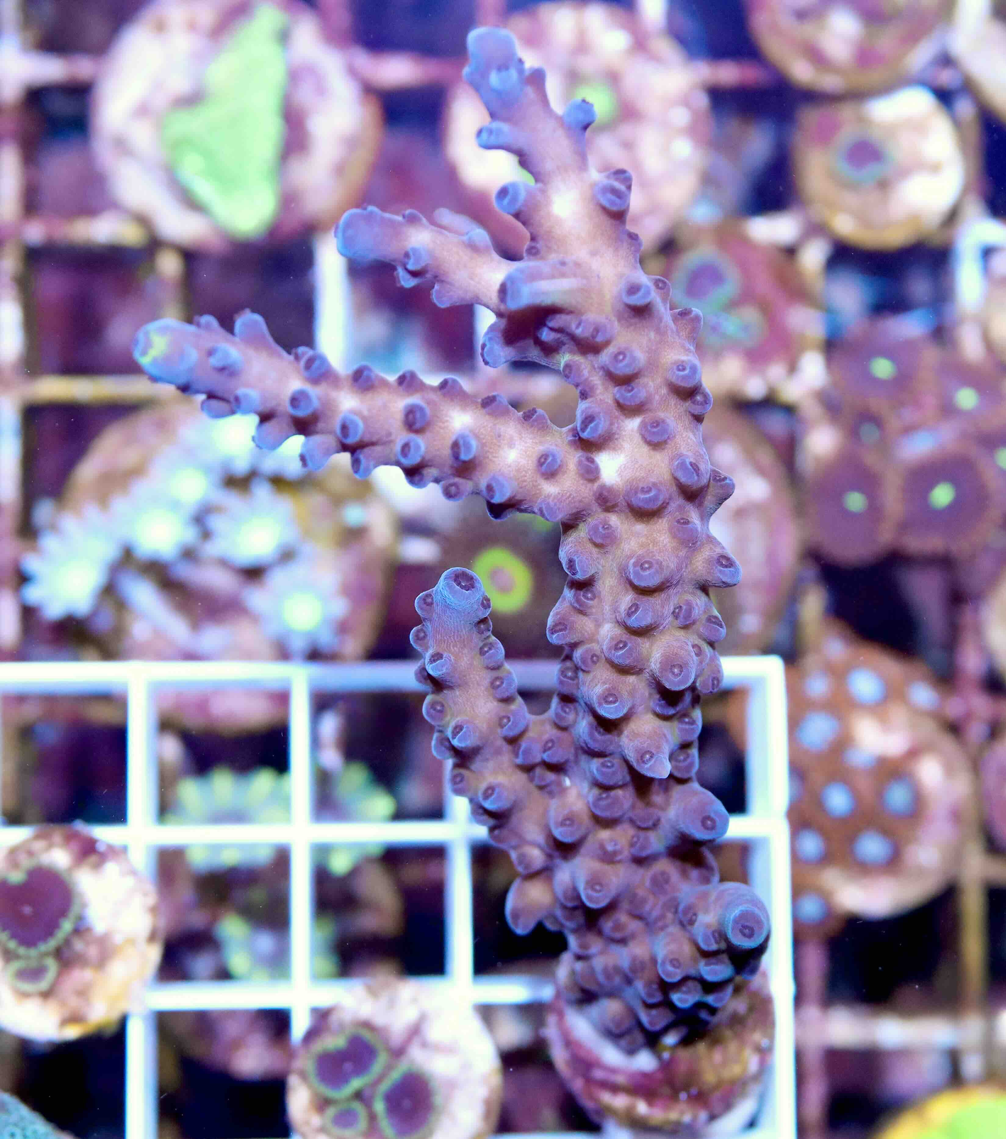 Acropora sp. (M)