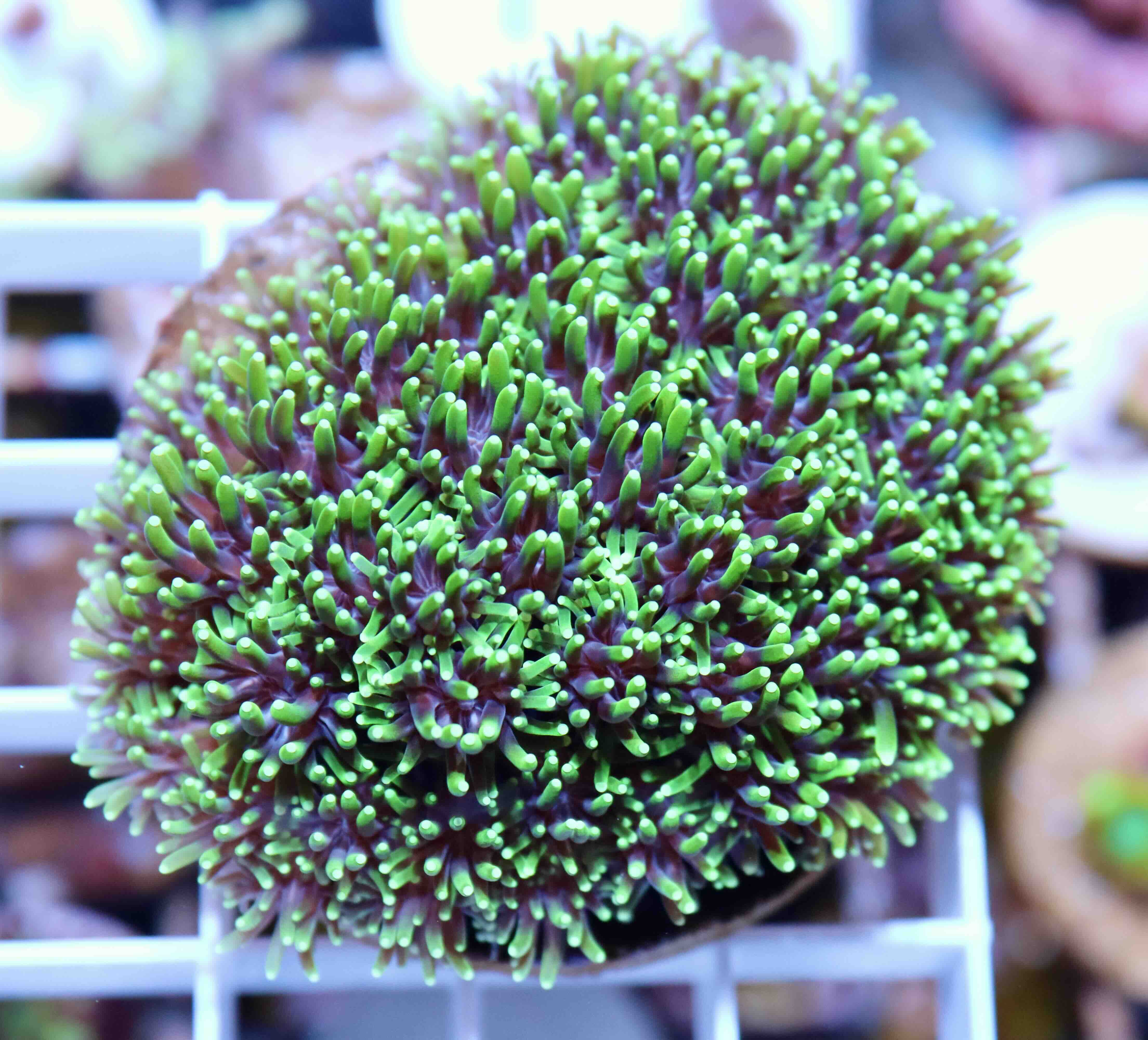 Galaxea Green (L/XL)