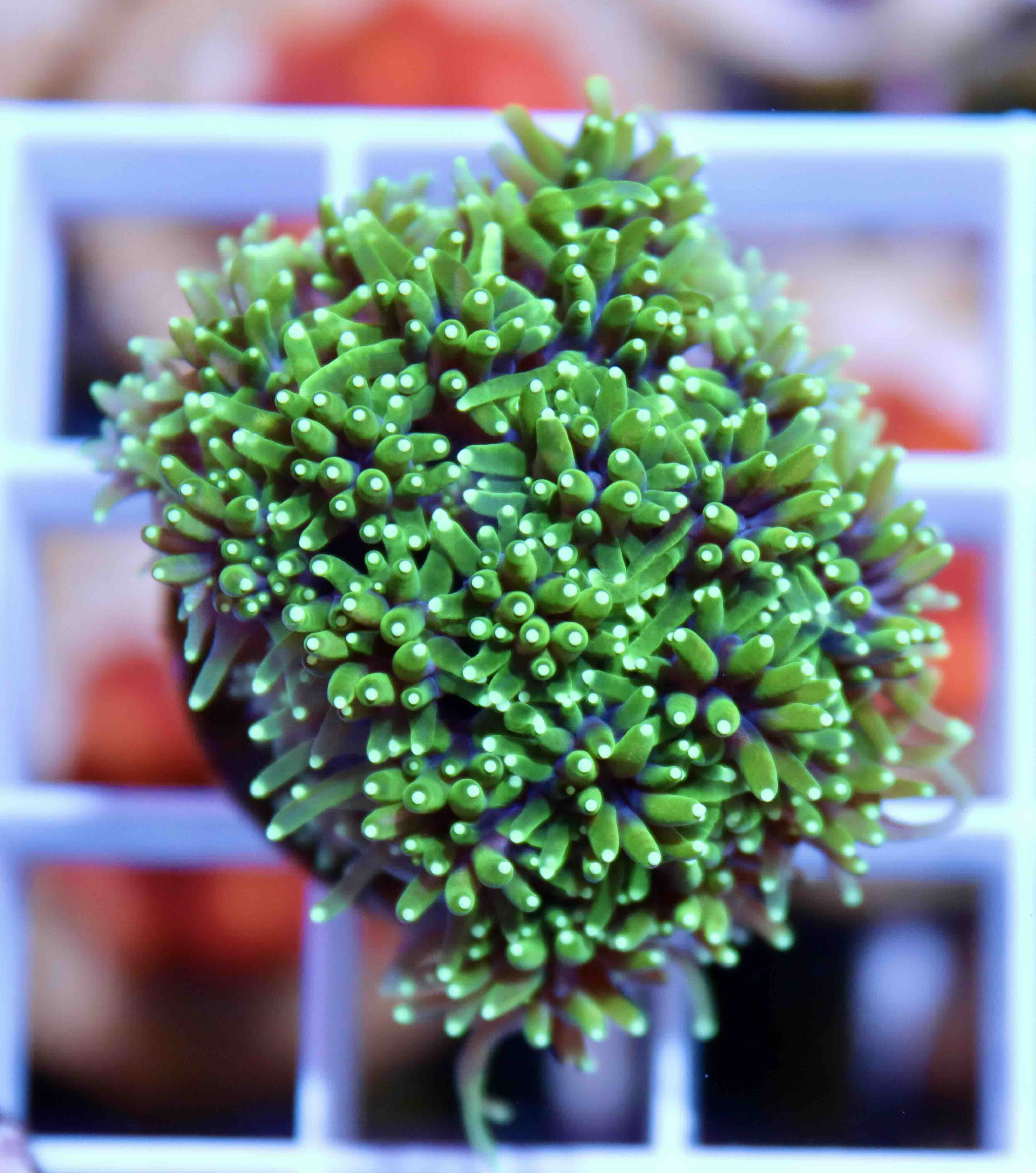 Galaxea Green (M/L), WYSIWYG56