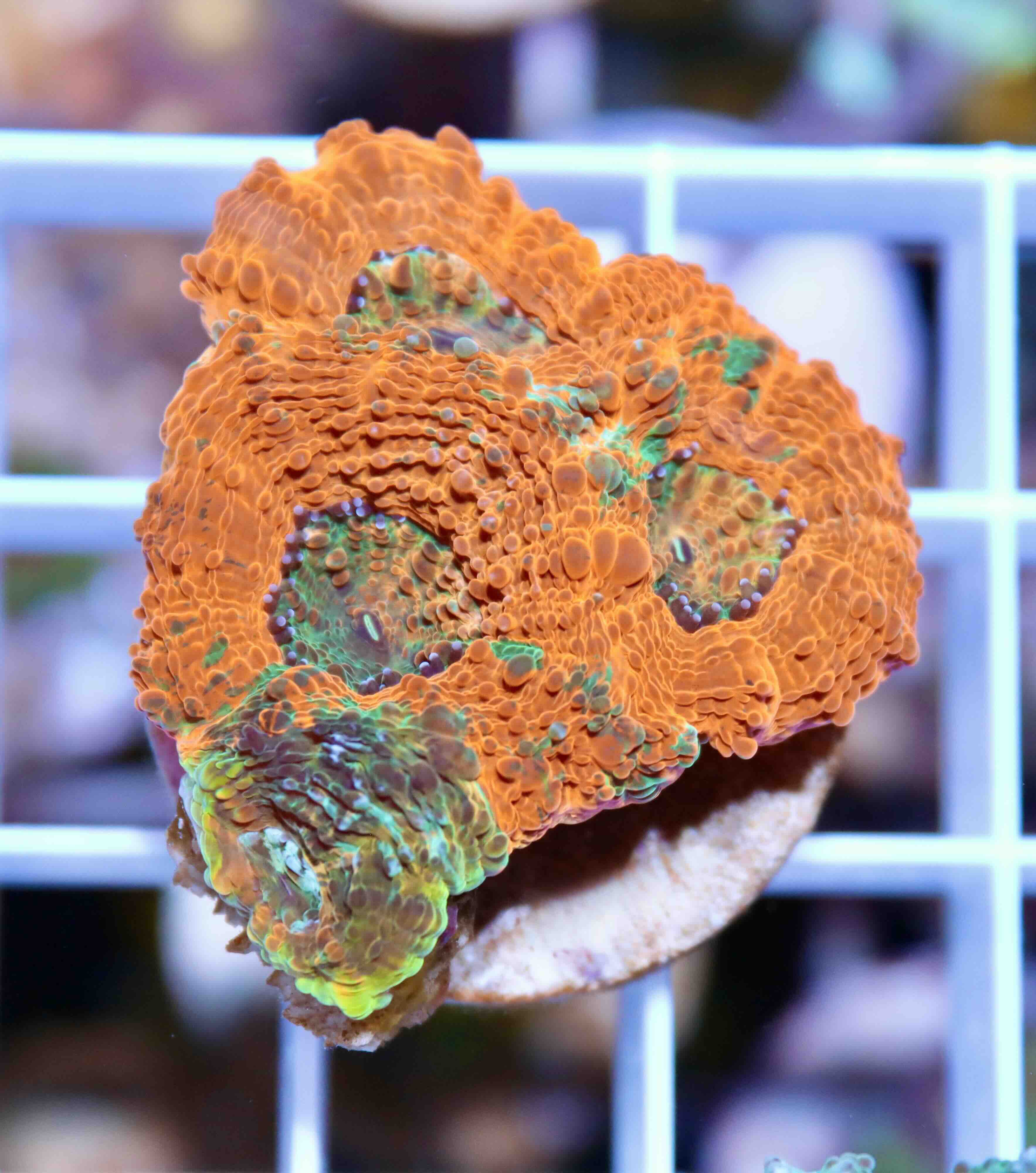 Acanthastrea echinata Ultra (M)