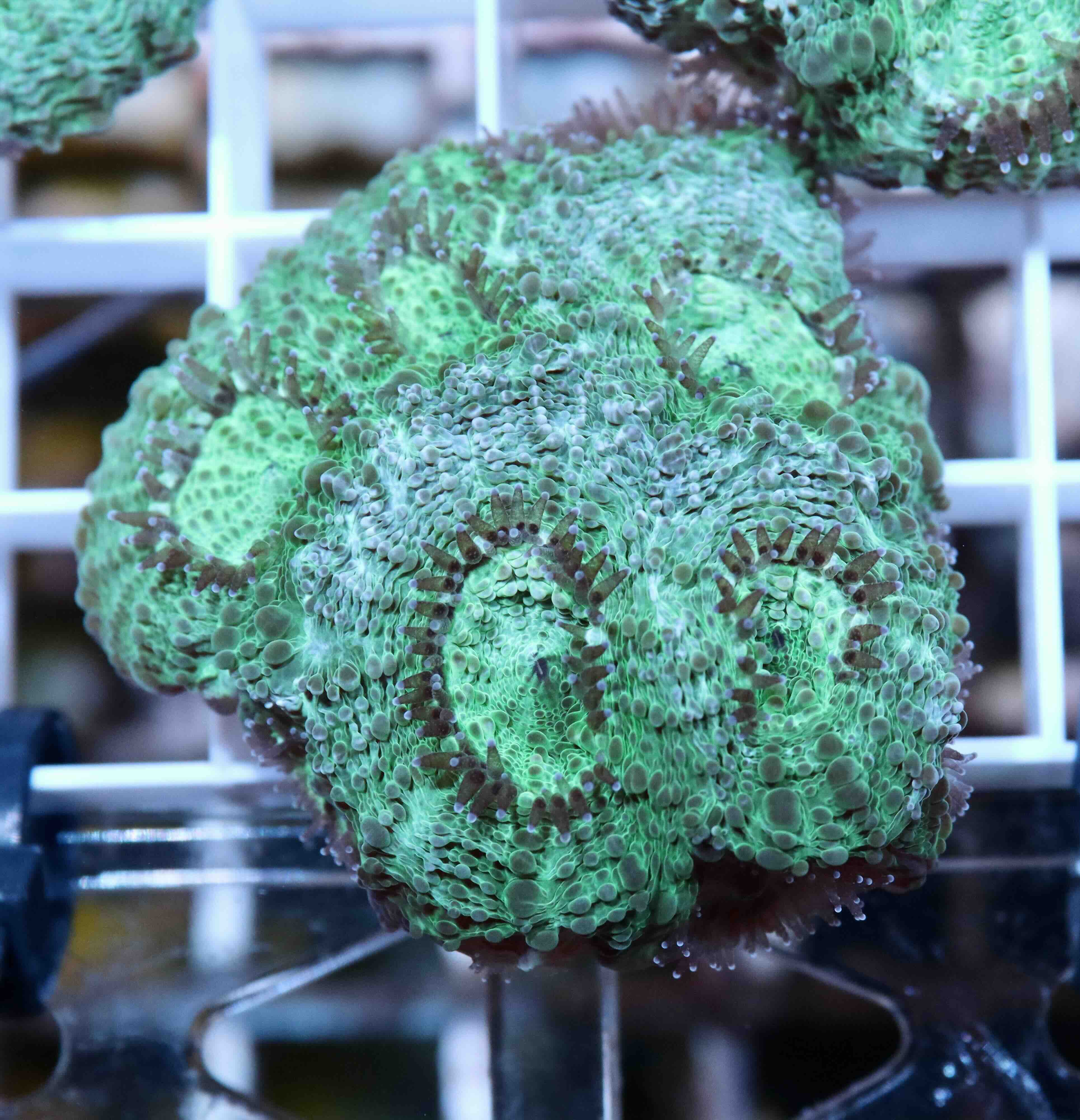 Acanthastrea echinata Premium (M/L), WYSIWYG57