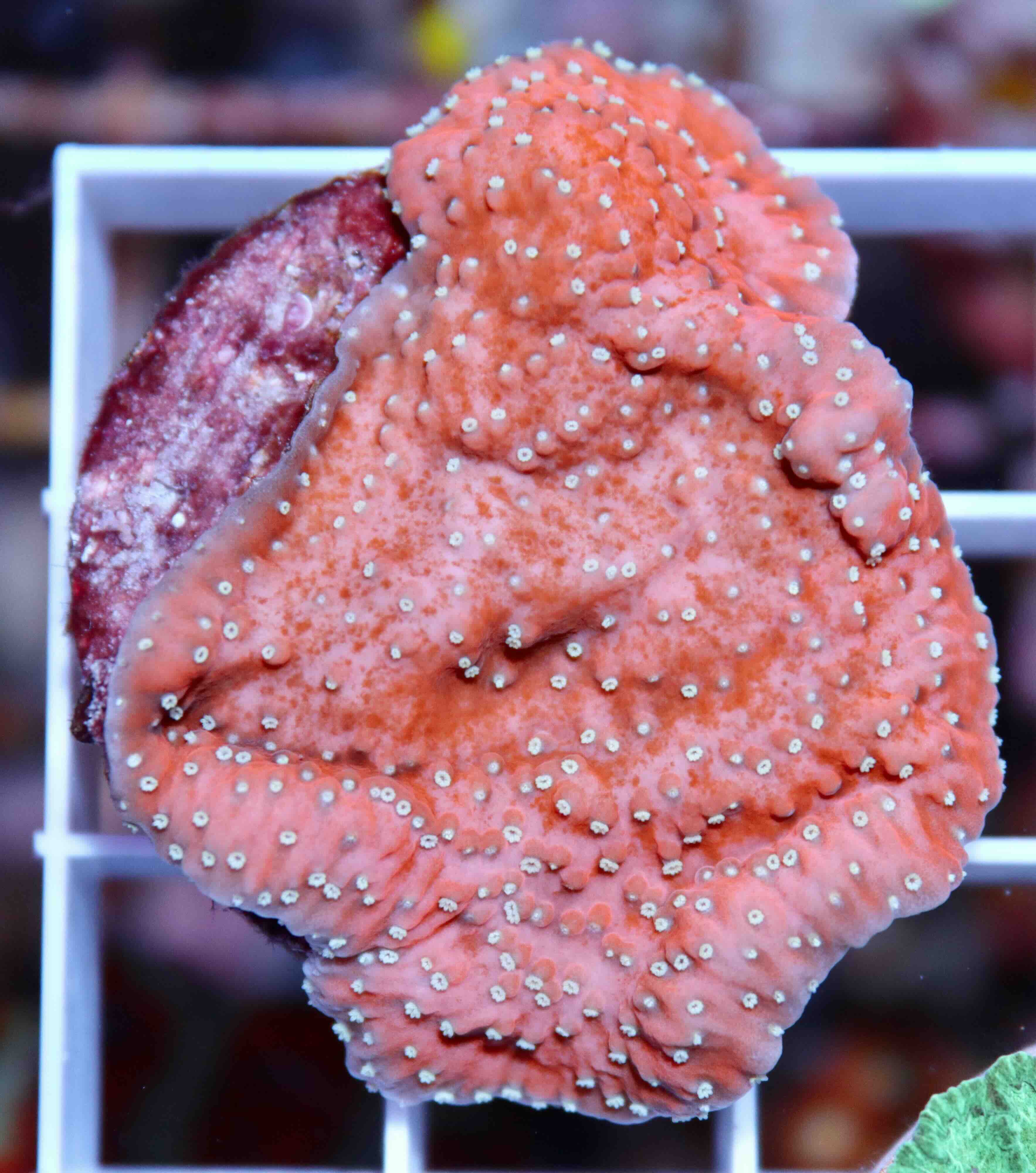 Montipora red (white polyps) (M/L)