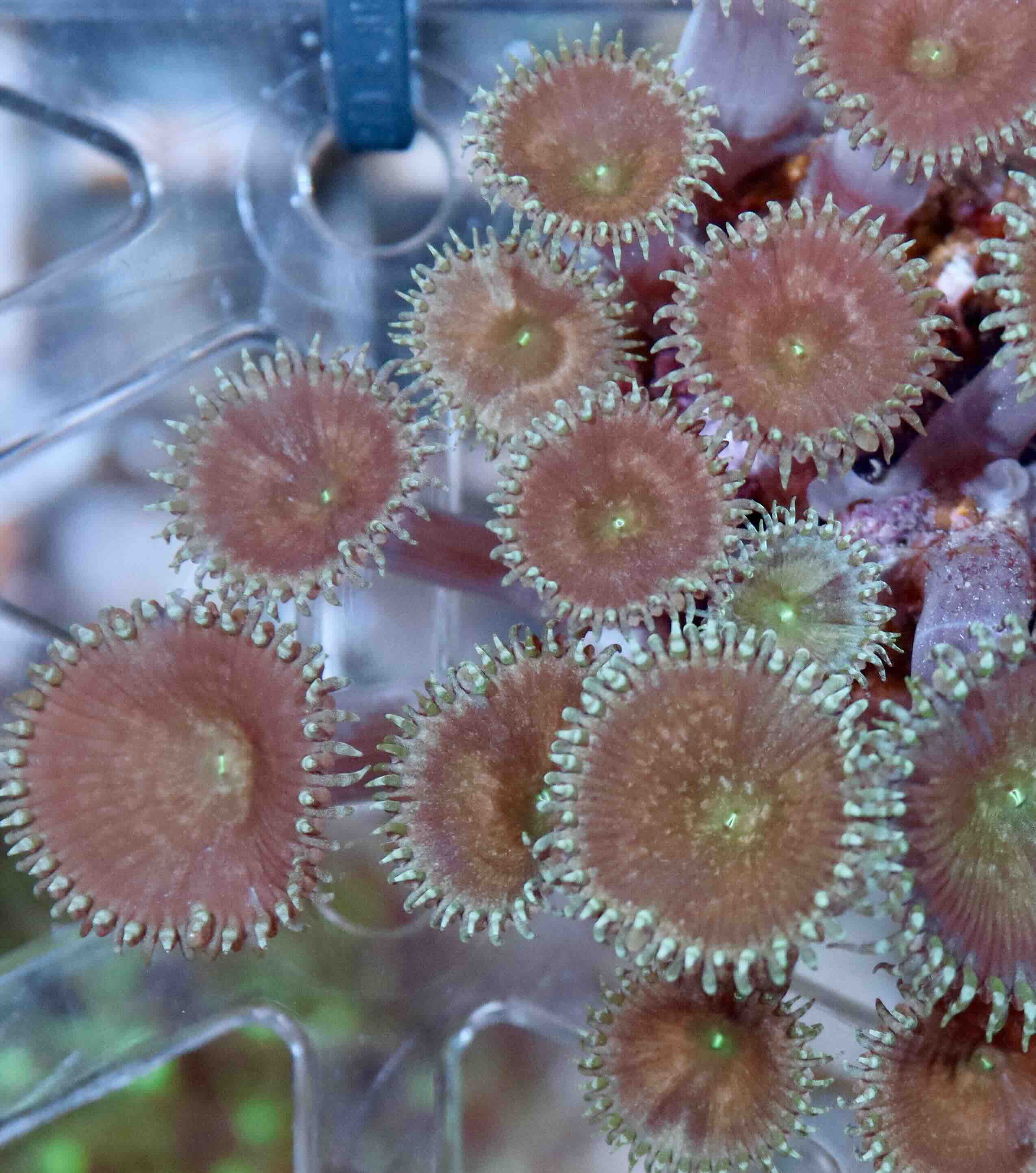 Palythoa green button