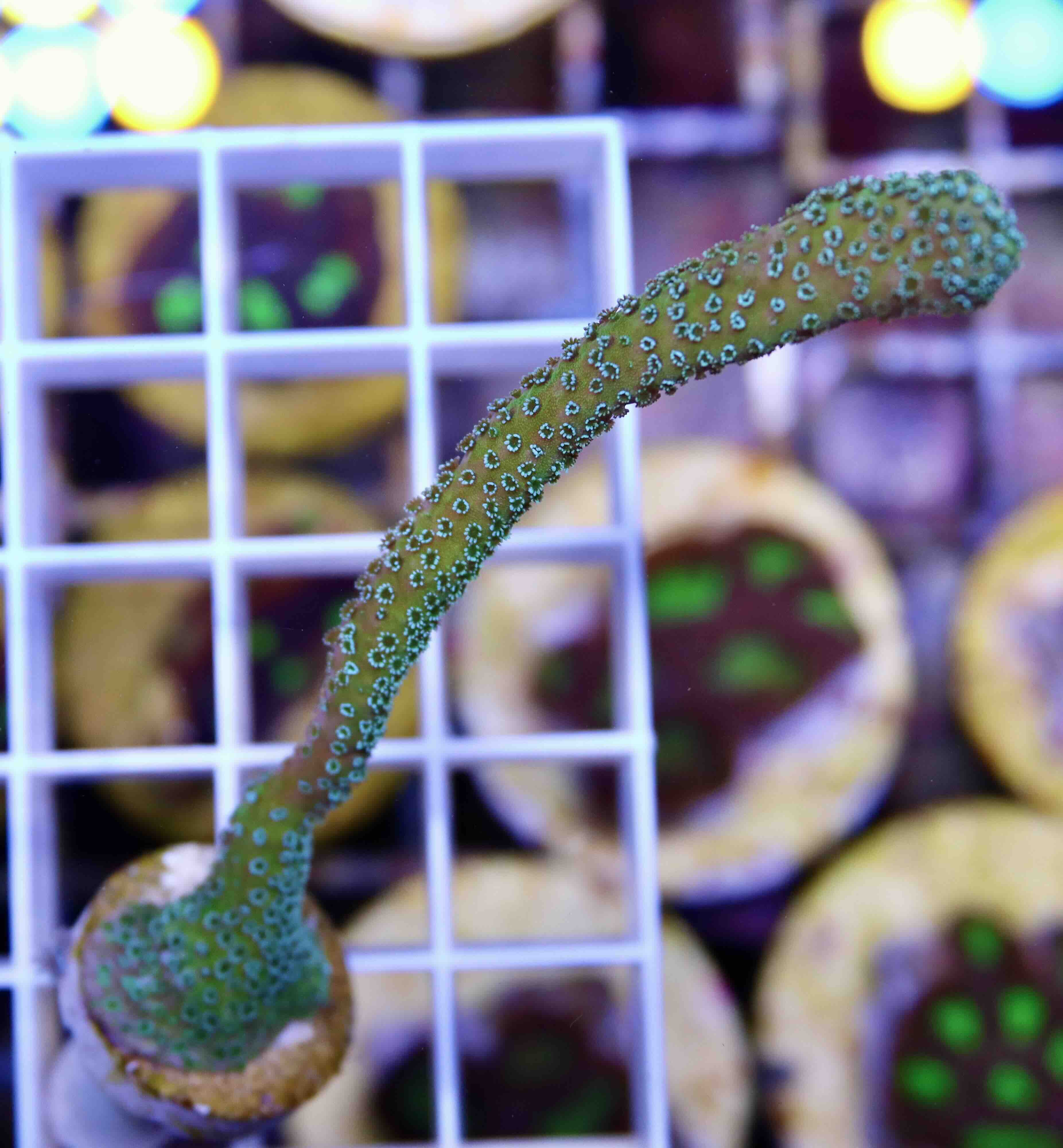 Montipora digitata "blue" (S/M)