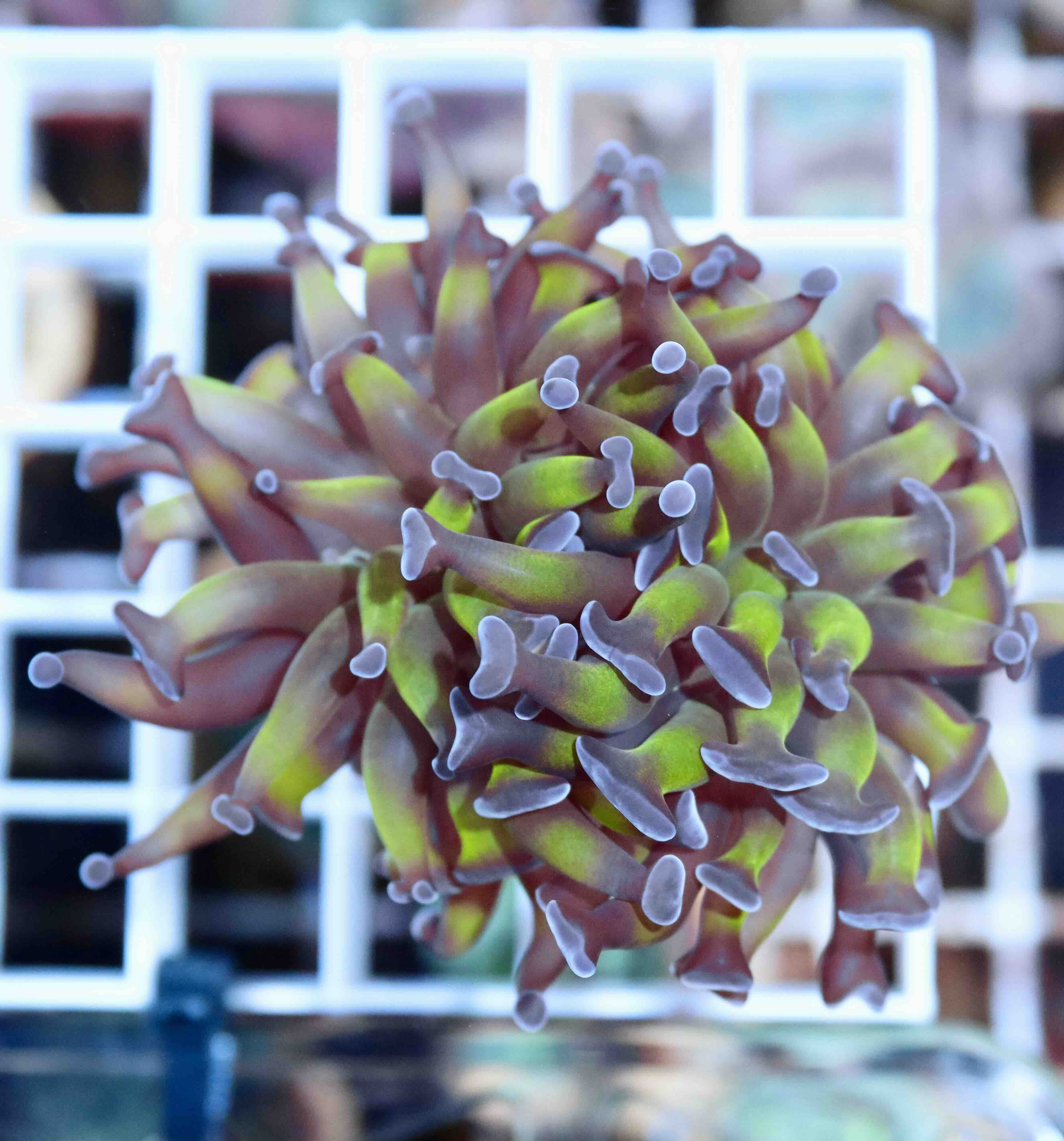 Euphyllia paraancora Two Tone (2 hlavy)
