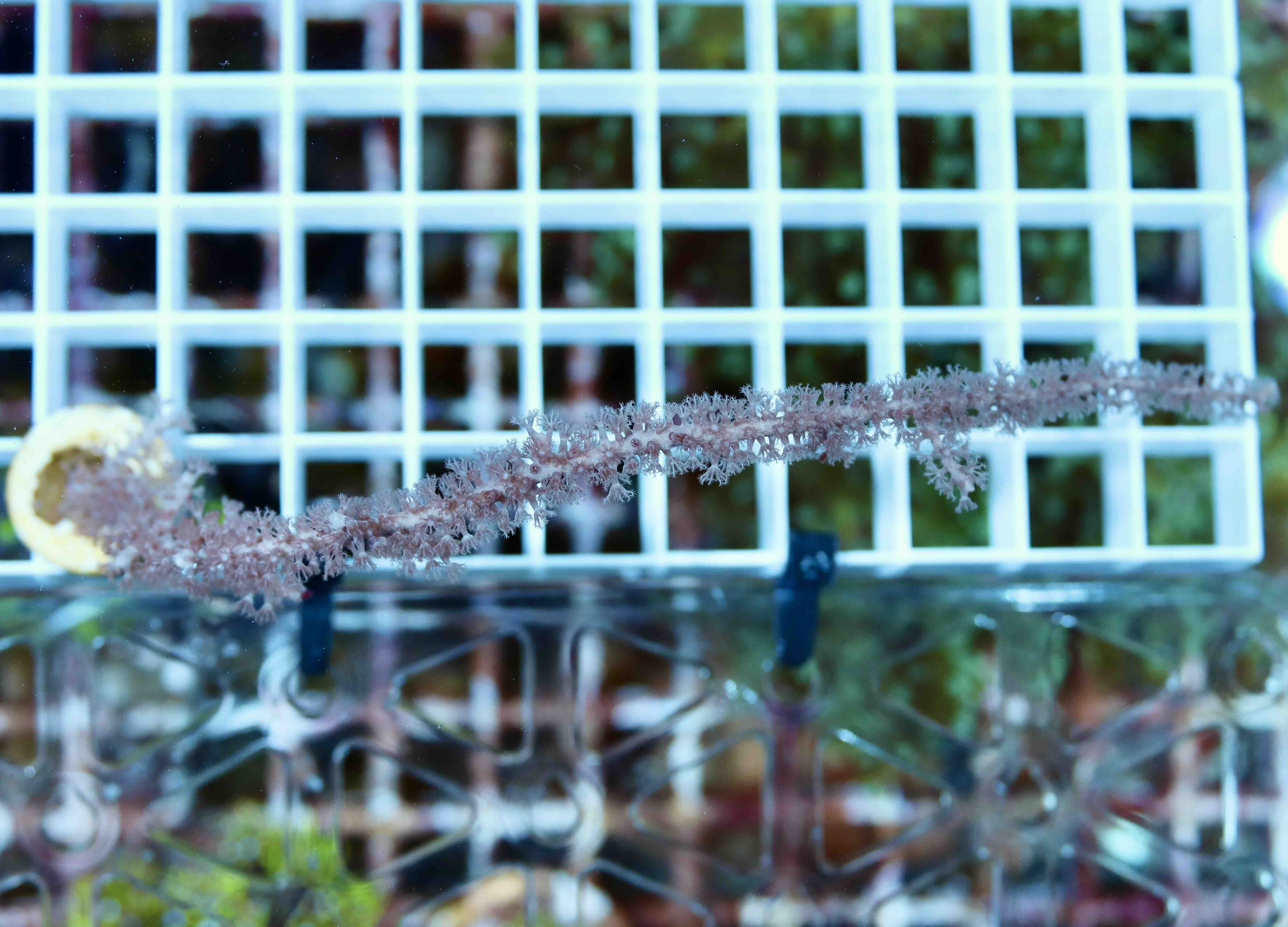 Pinnigorgia (S)