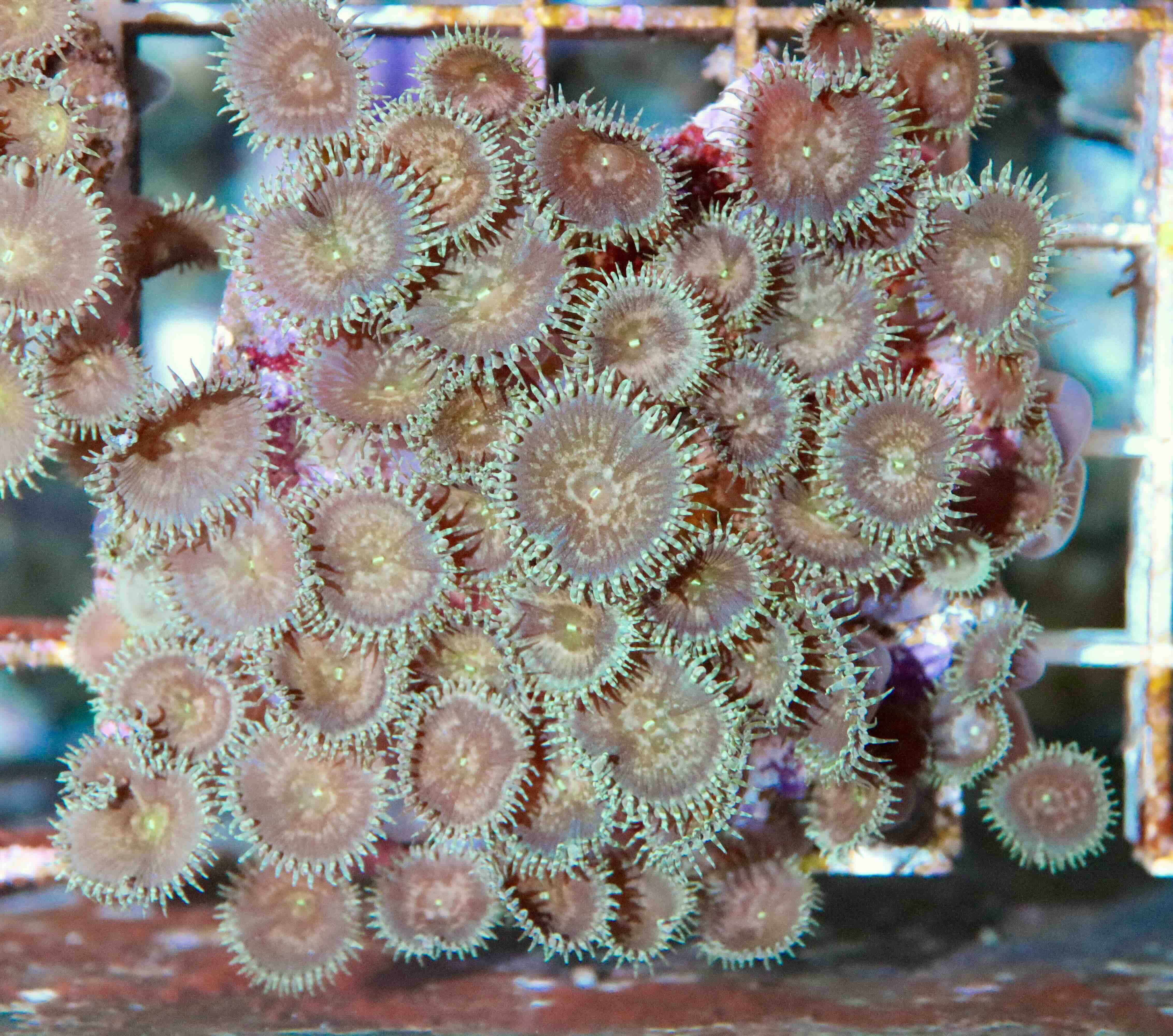 Palythoa green button (XL), WYSIWYG104