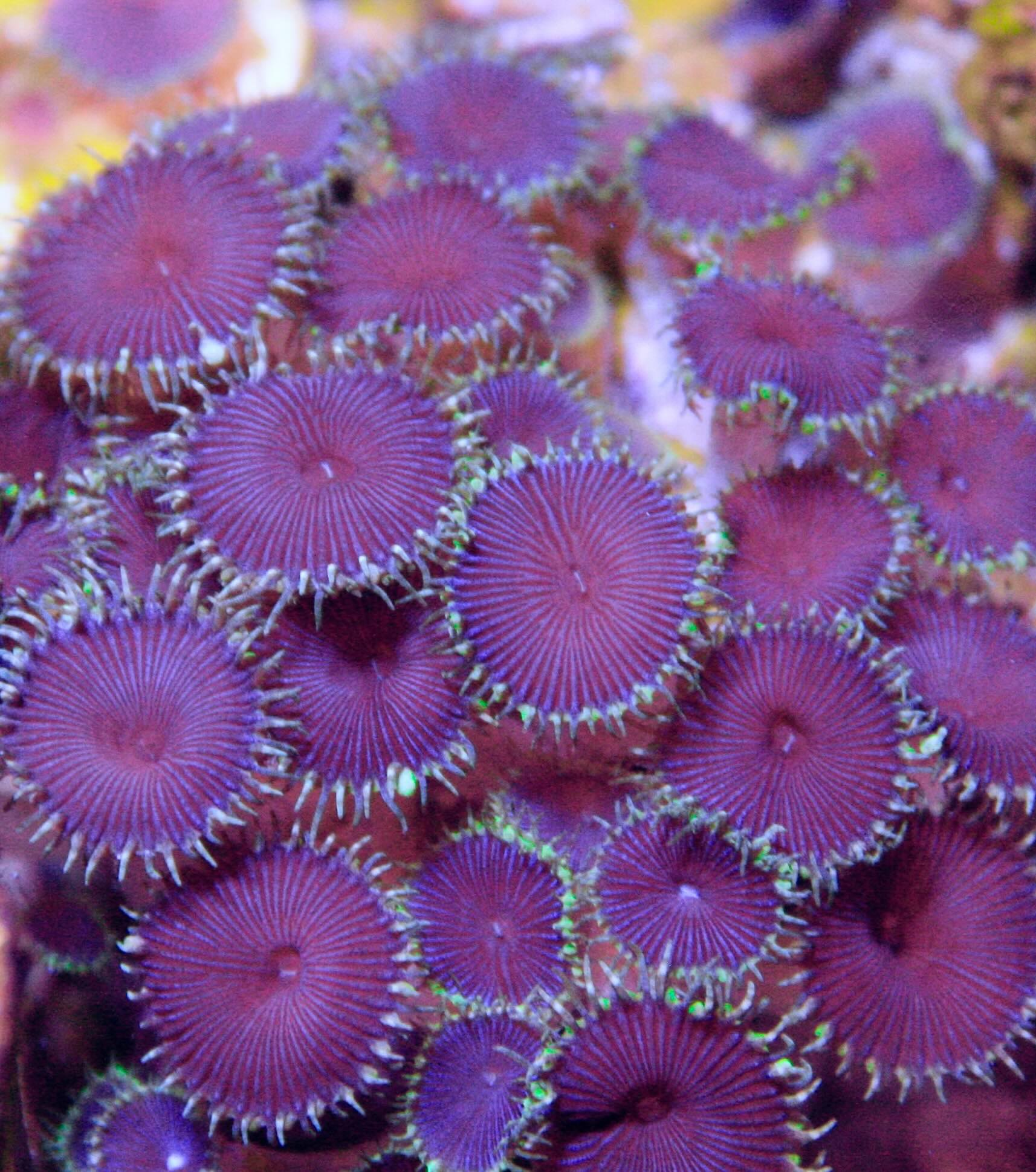 Palythoa Purple Death