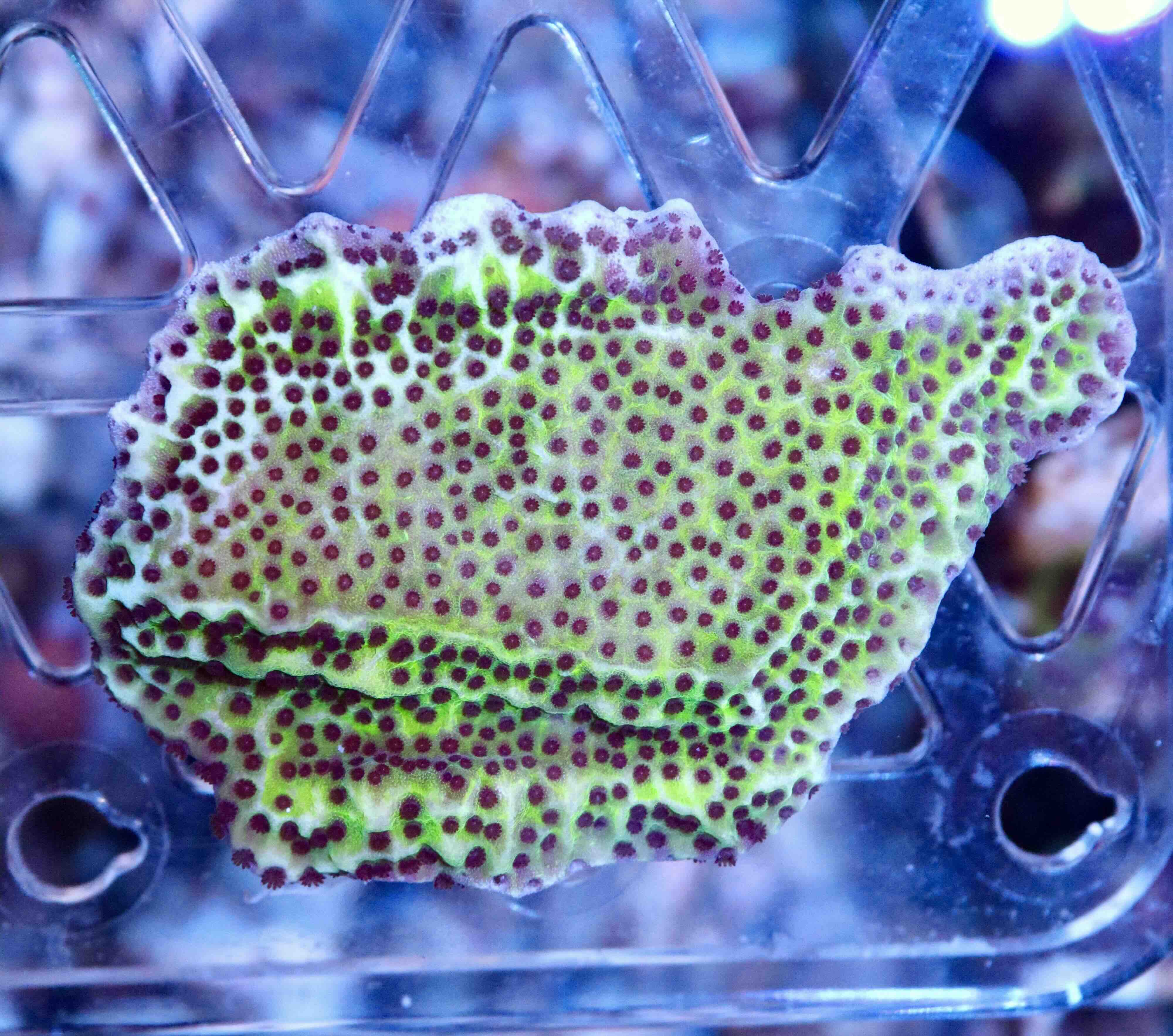 Montipora Spongodes Green (S/M), WYSIWYG54.2