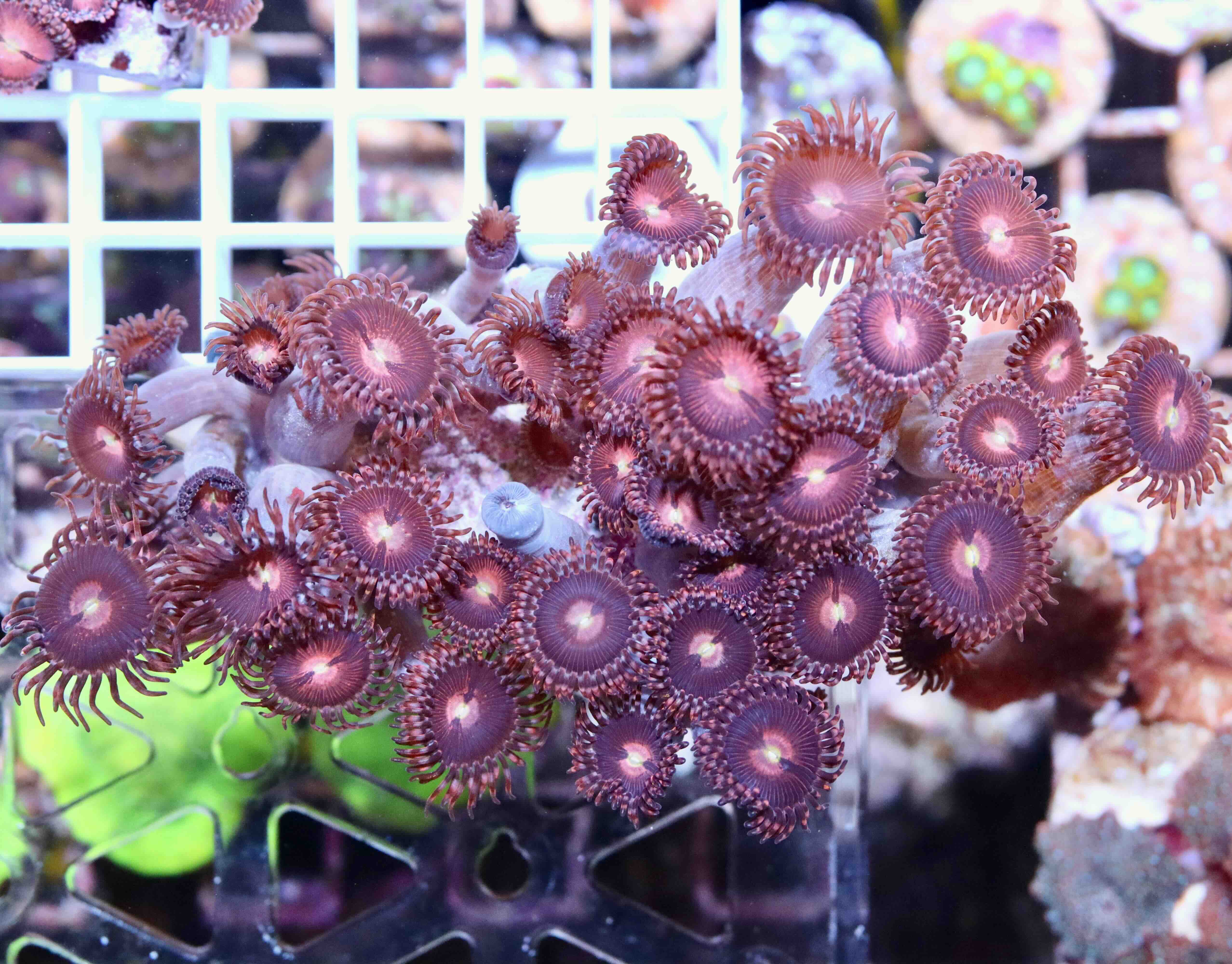 Zoanthus Alien Explosion (XL), WYSIWYG116.3