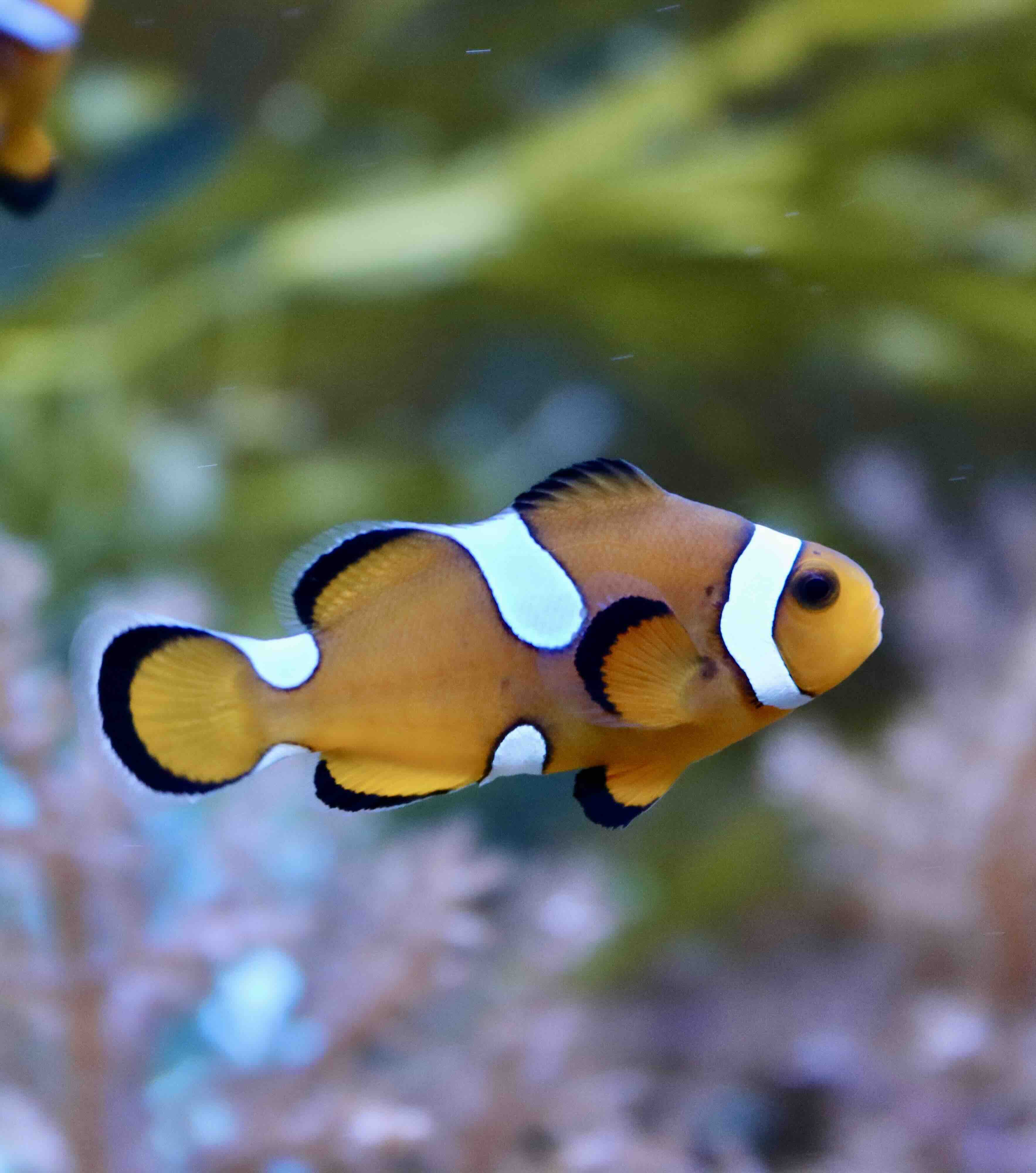 Amphiprion Ocellaris Misbar