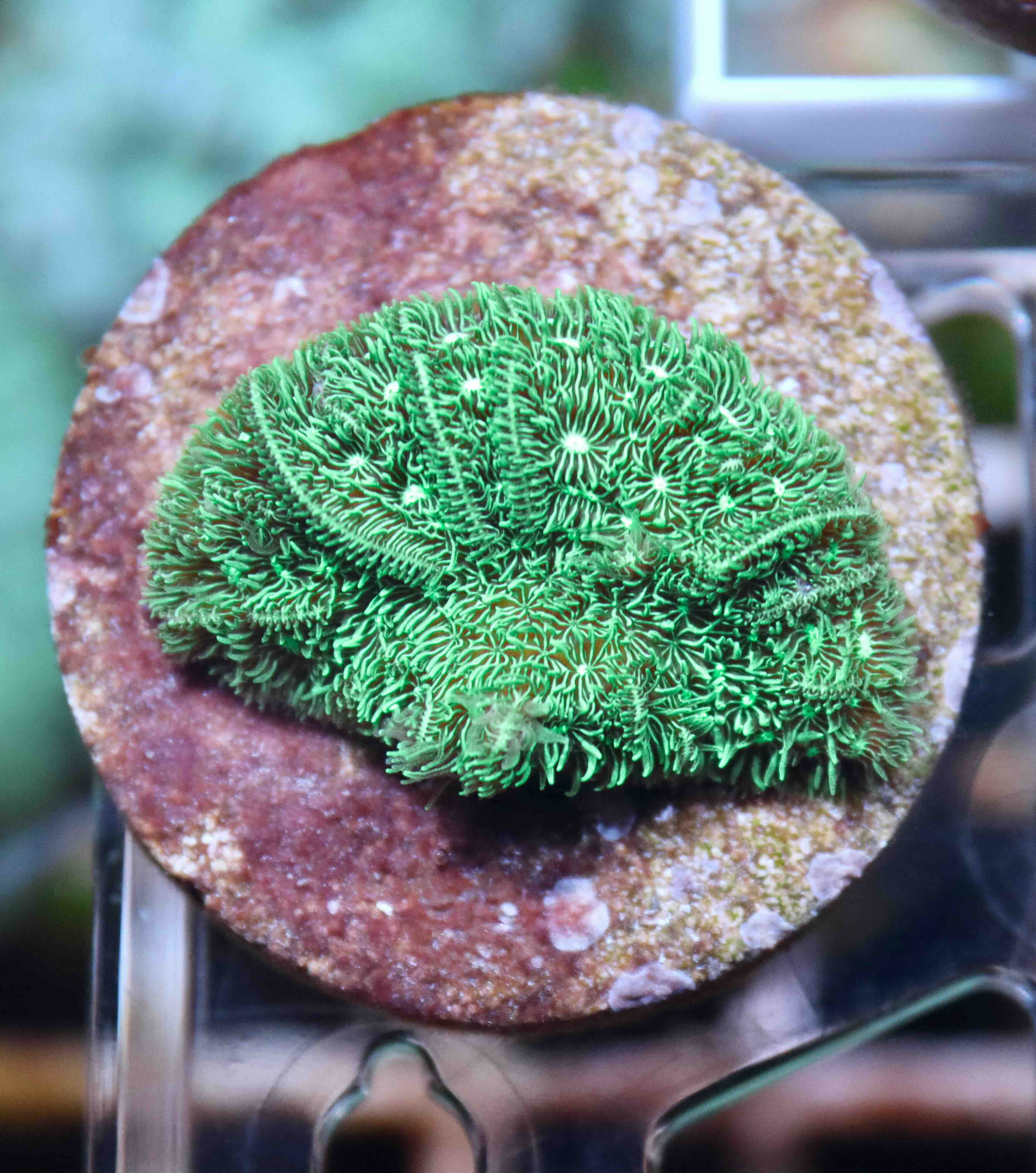 Pavona cactus green (S/M)