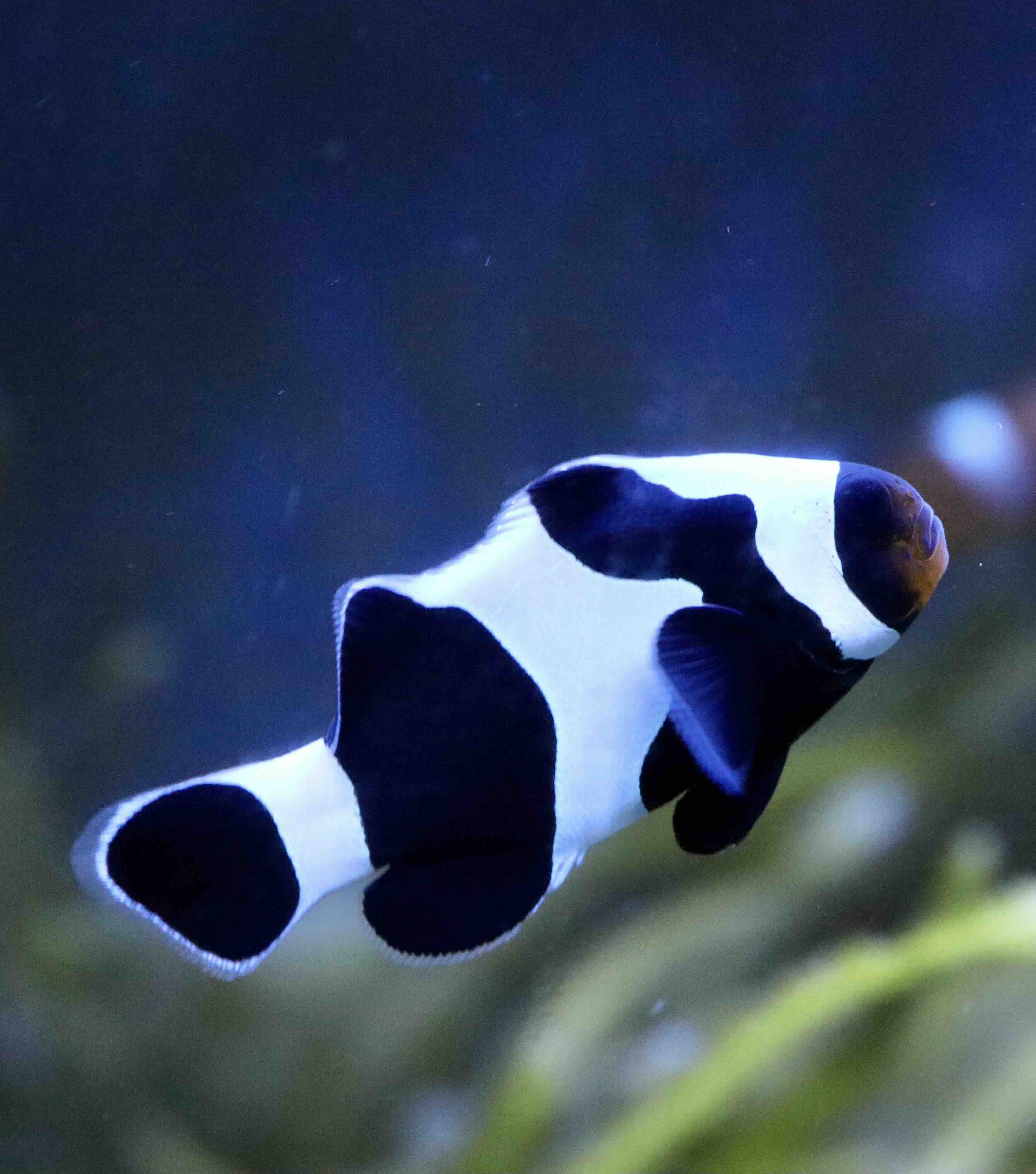 Amphiprion Ocellaris Gladiátor