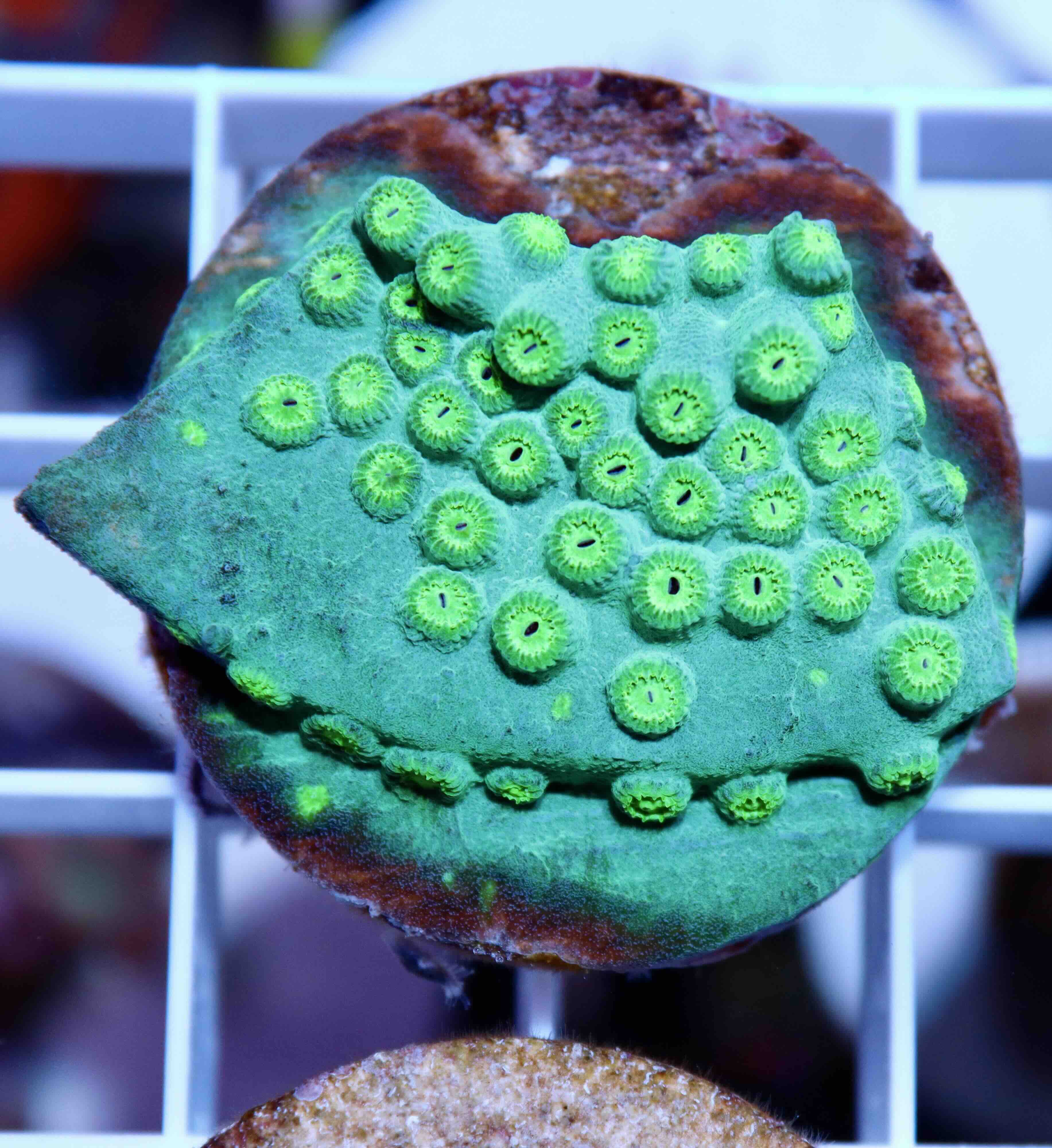 Cyphastrea Ultra Green (M)