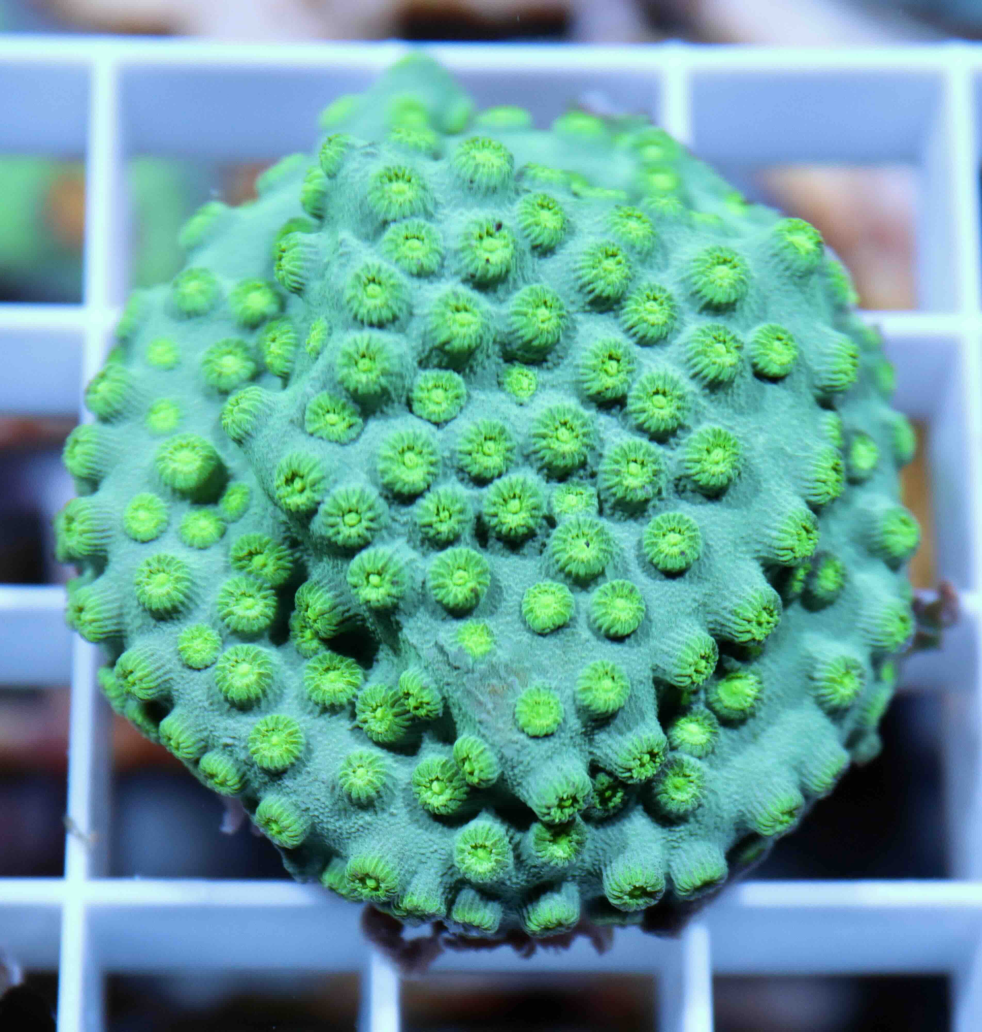 Cyphastrea Ultra Green (M)