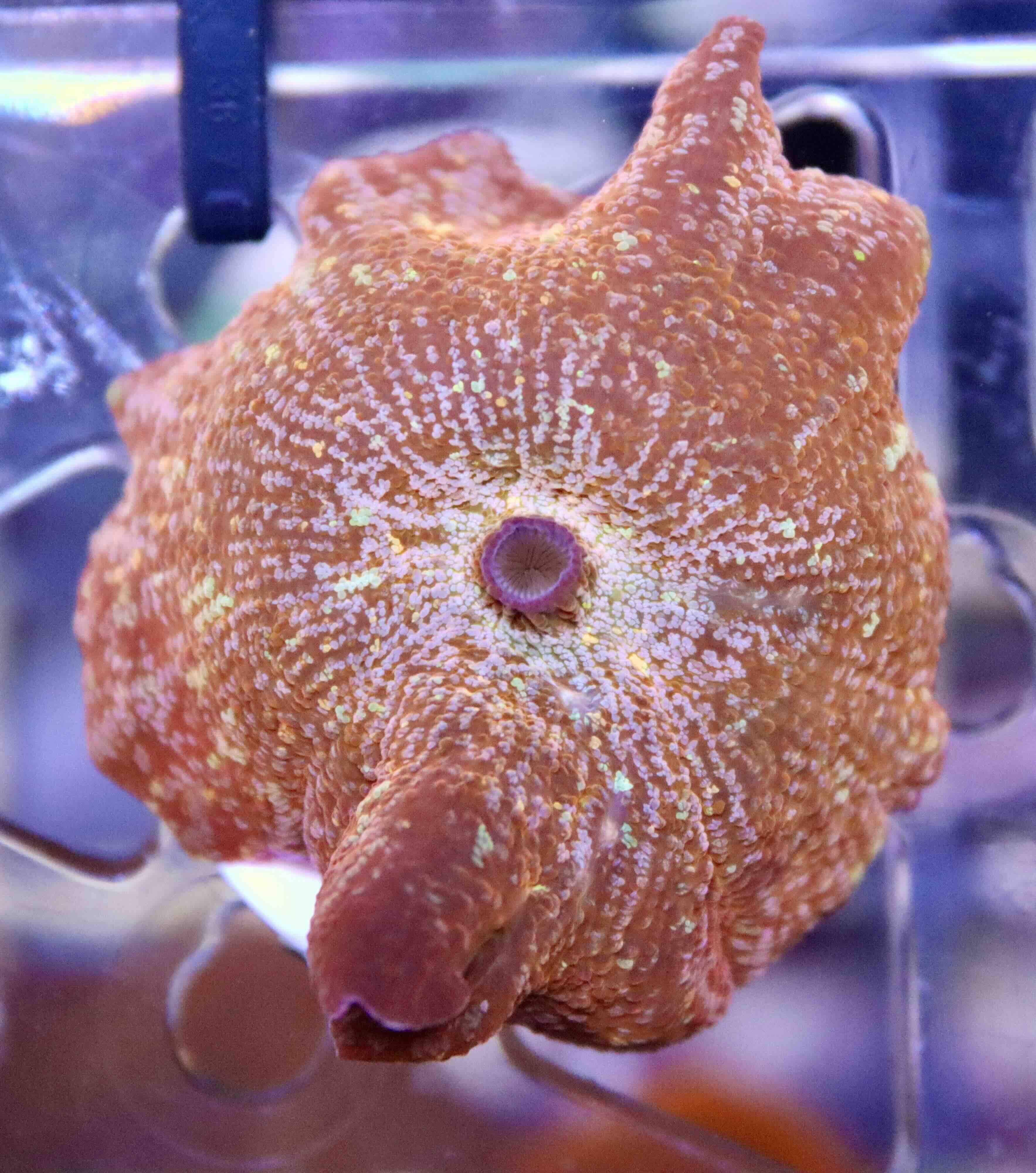 Discosoma Red - White Spotted (1 polyp)