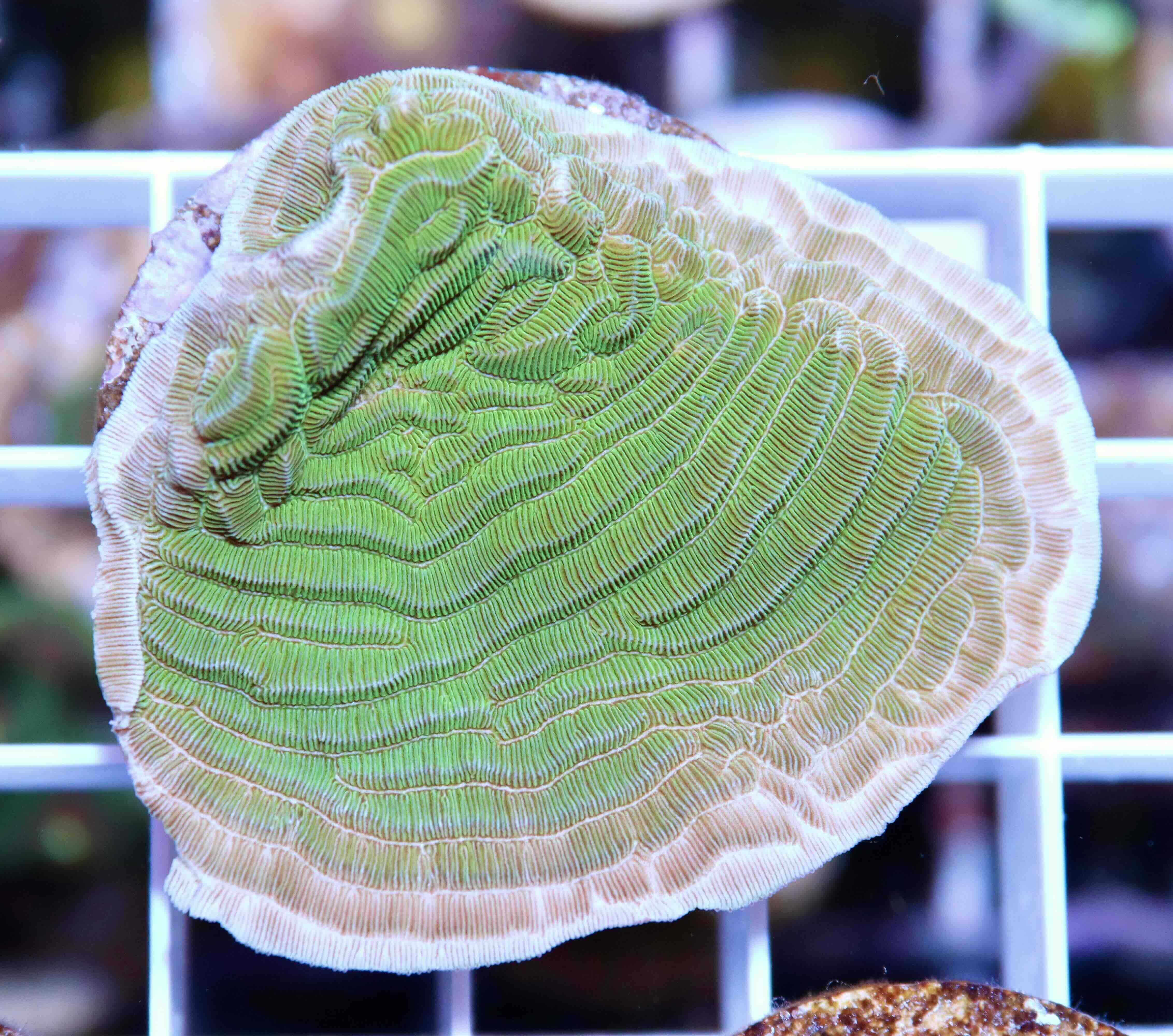 Pachyseris gemmae (M)