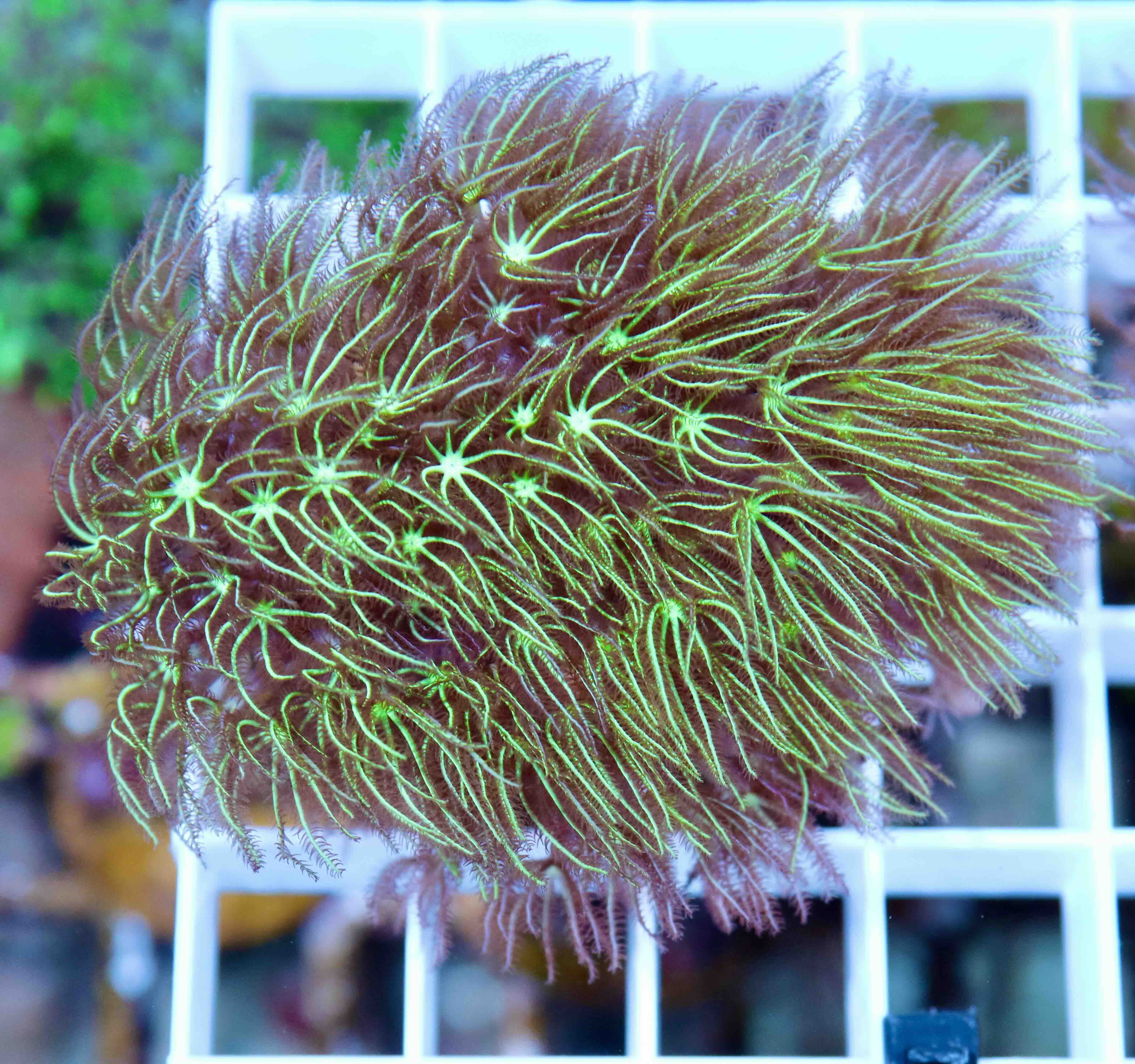 Pachyclavularia violacea (M)