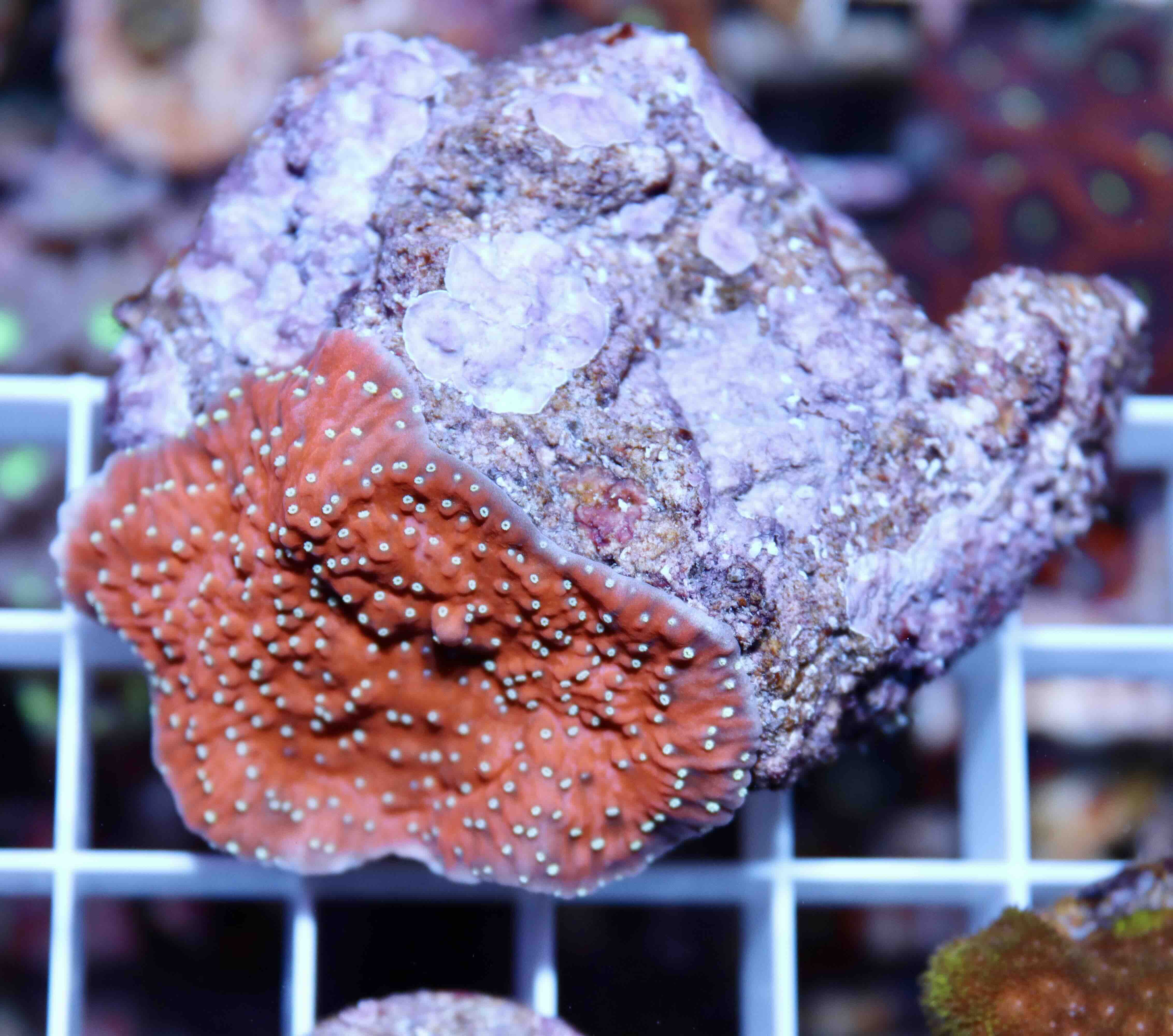 Montipora red (white polyps) (M), WYSIWYGa044