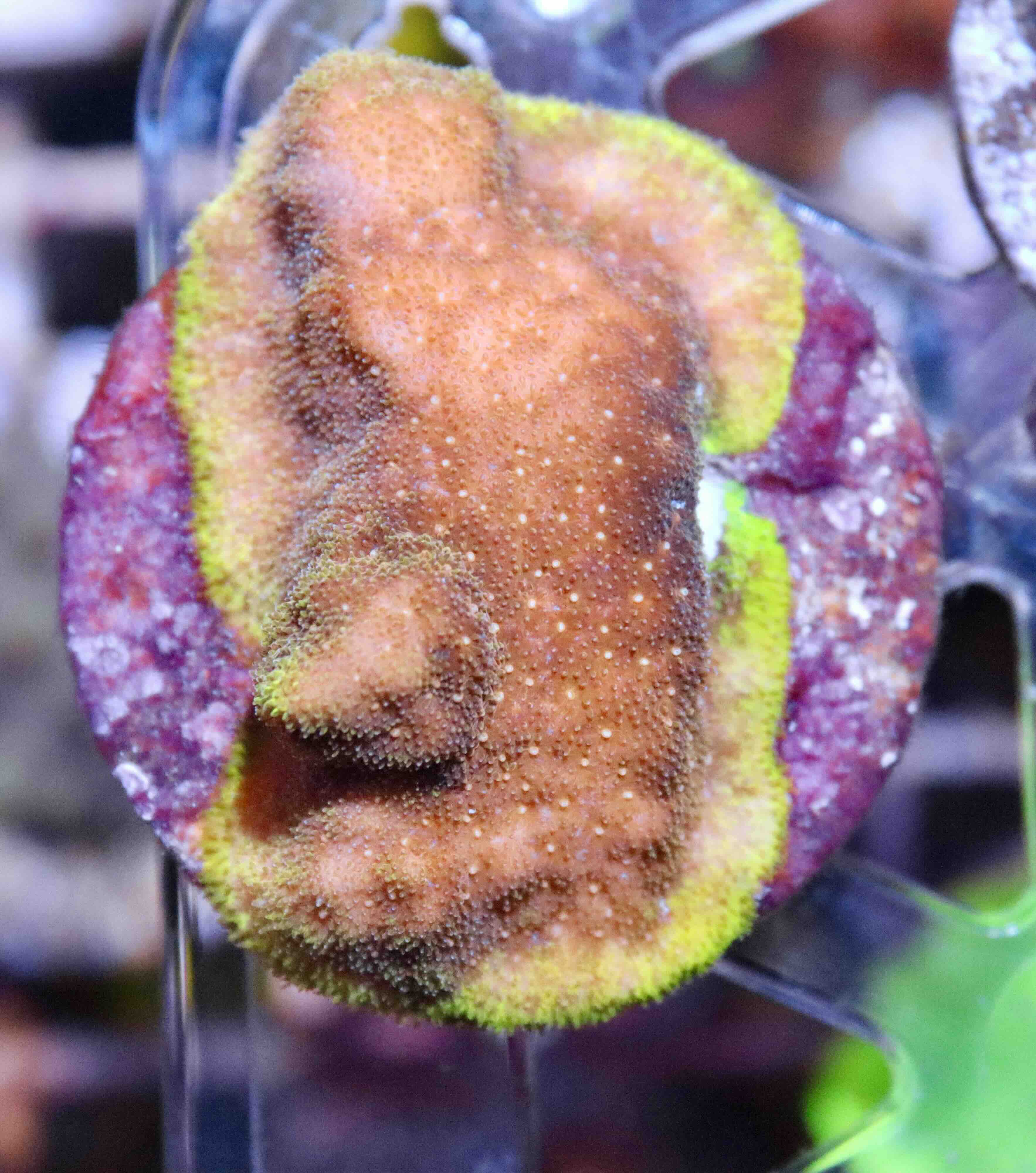 Psammocora Watermelon (M)